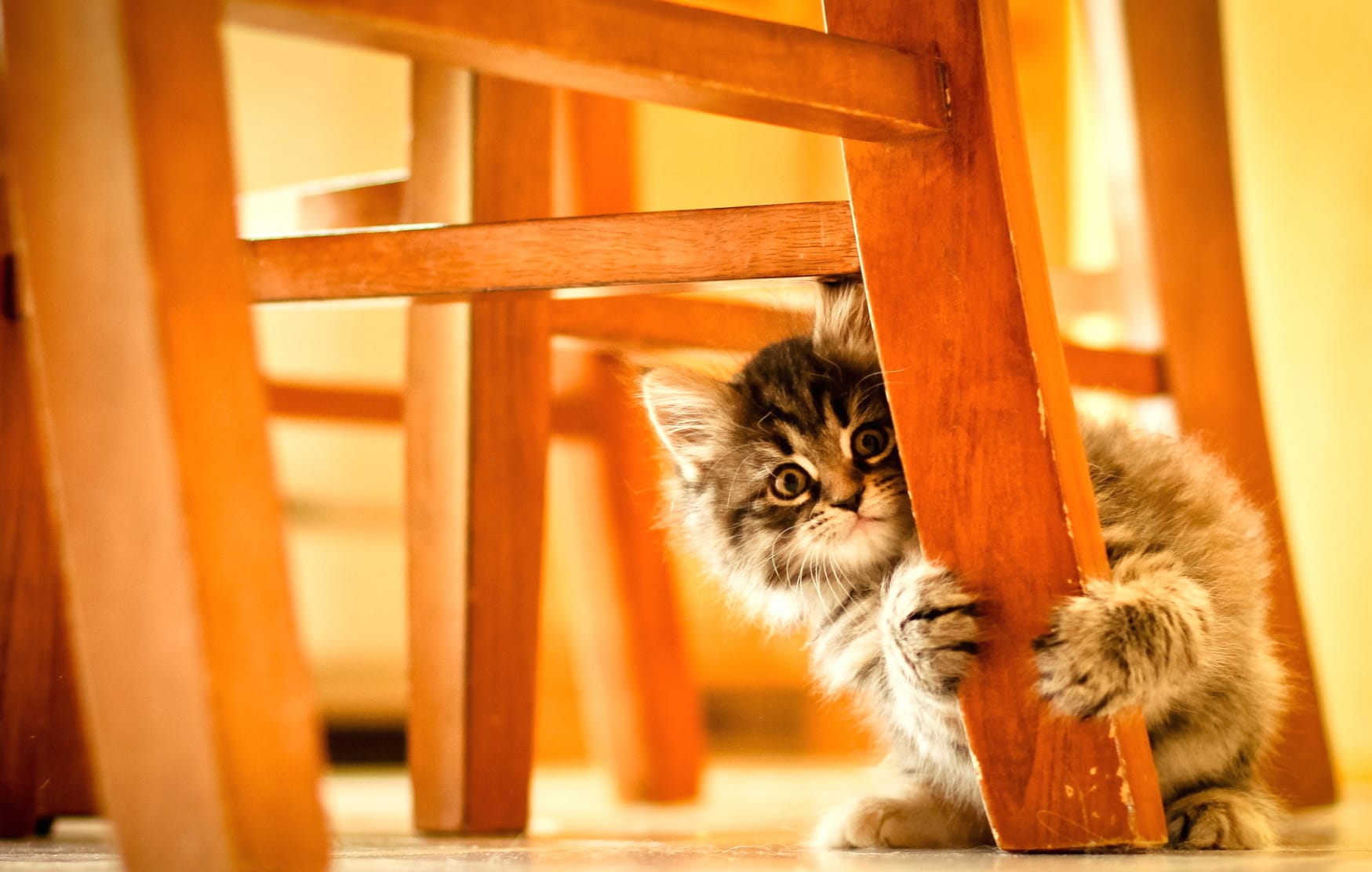 Peeking Cute Kitten Animal Cat Cute Cat at 1152 x 864 size wallpapers HD quality