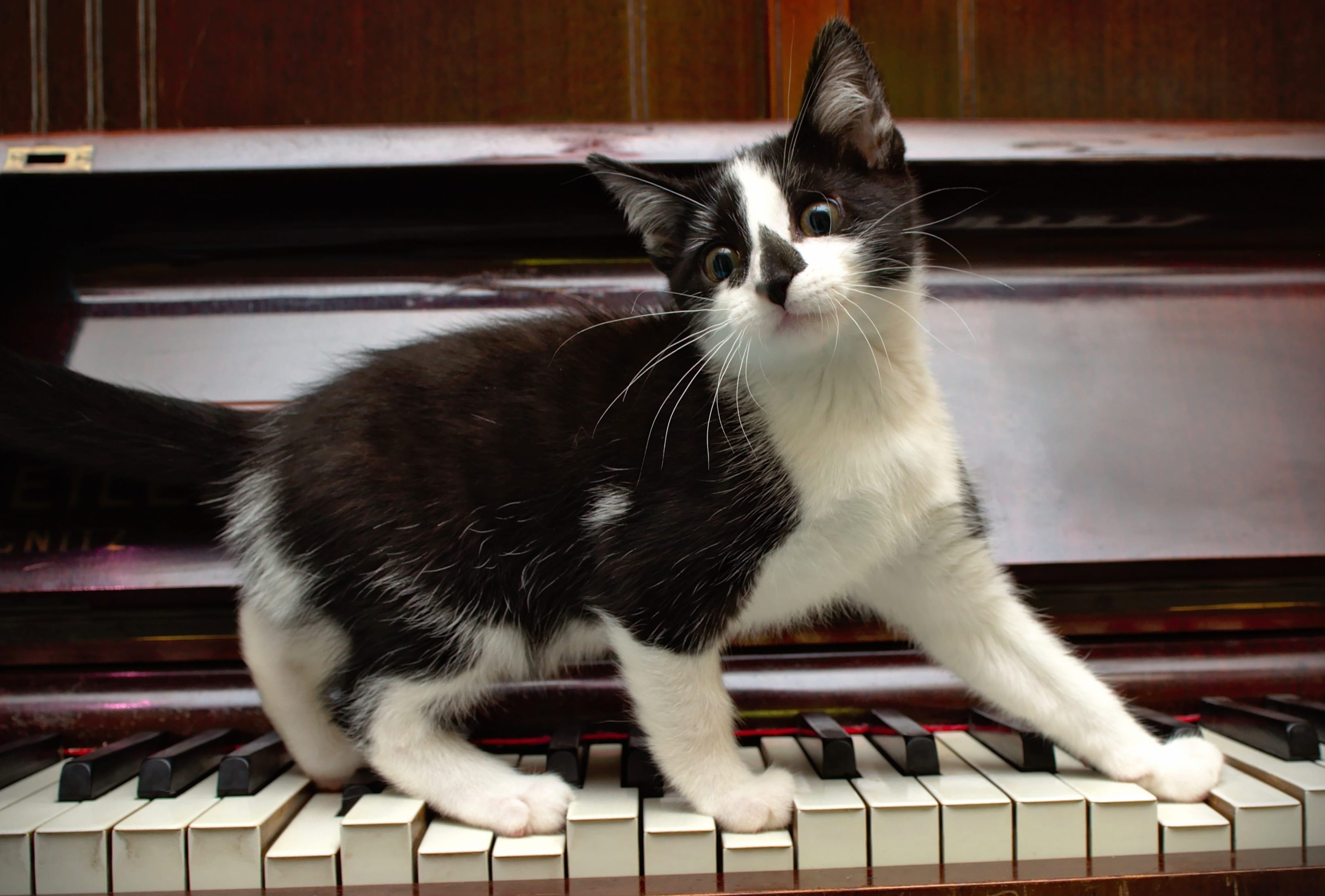 Piano Funny Kitten Animal Cat wallpapers HD quality