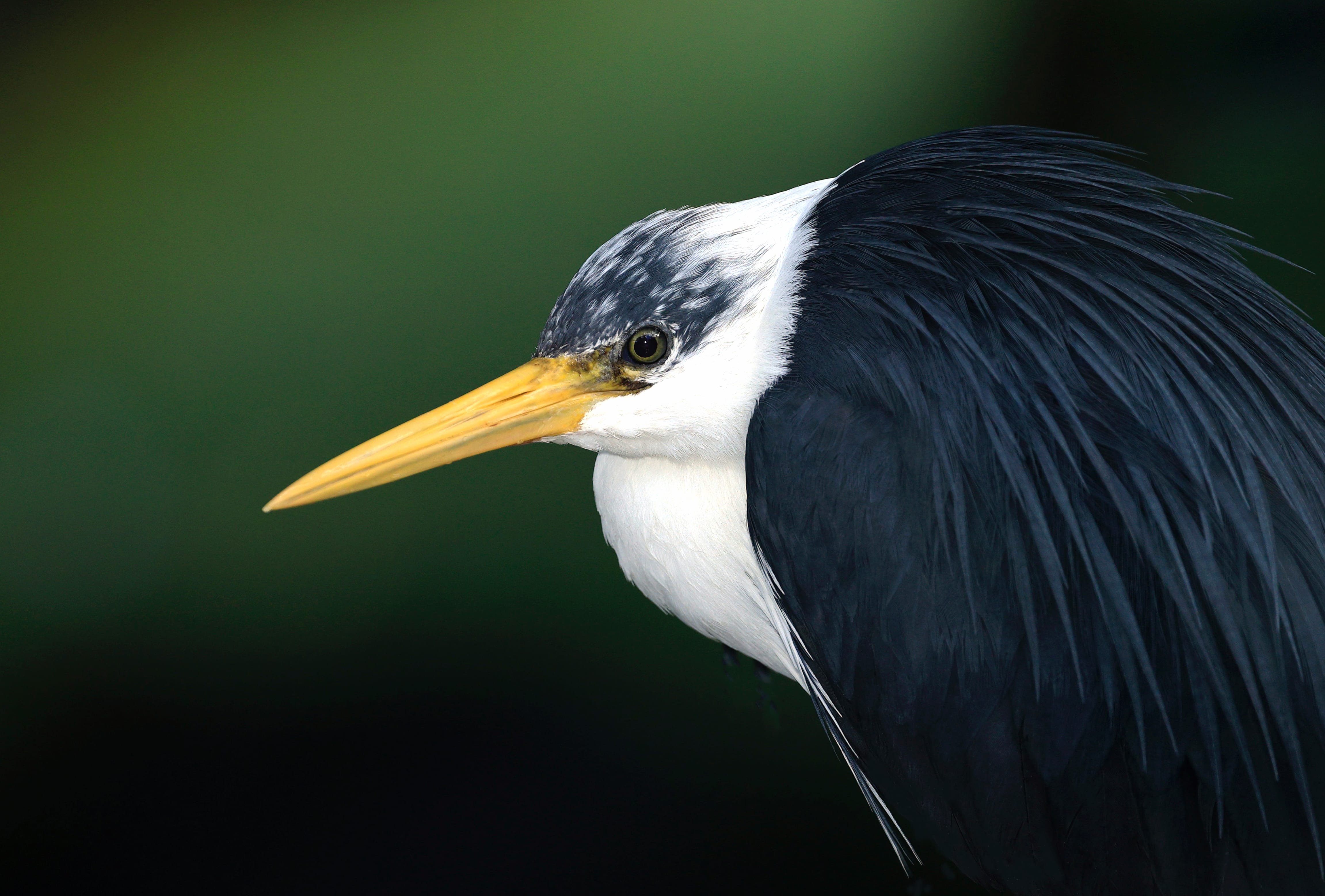 Pied Heron Animal Heron wallpapers HD Pied Heron Animal Heron wallpapers HD quality