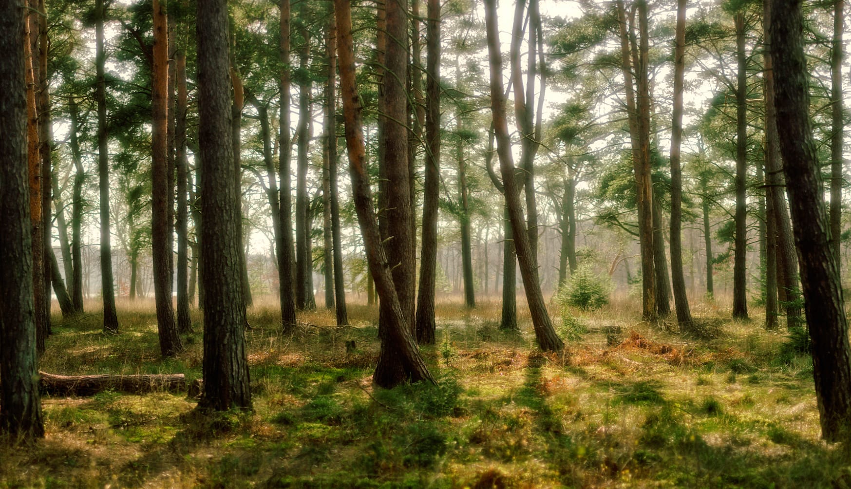 Pine Forest Serenity - at 640 x 1136 iPhone 5 size wallpapers HD quality