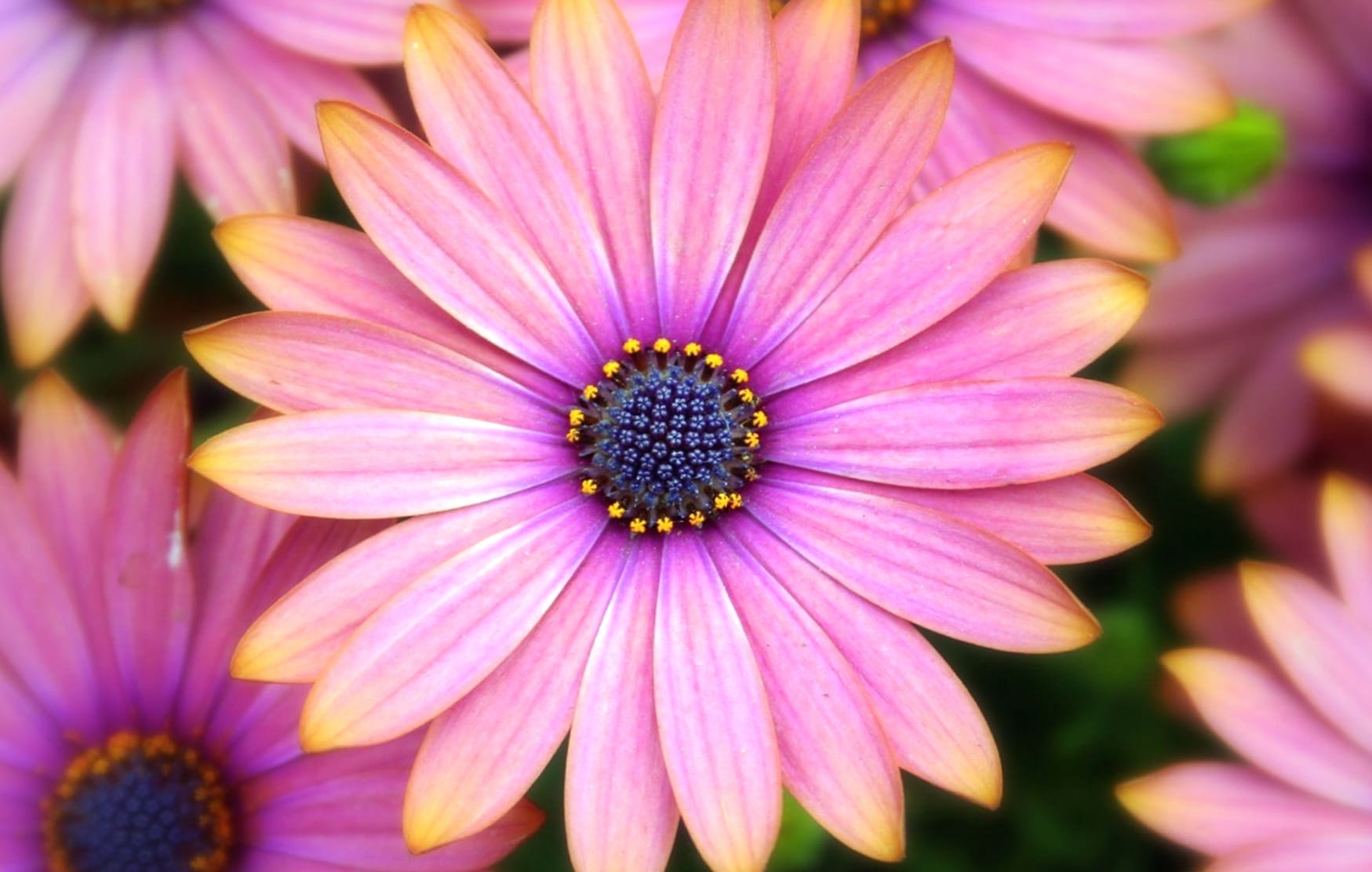 Pink African Daisy Bliss at 1600 x 1200 size wallpapers HD quality