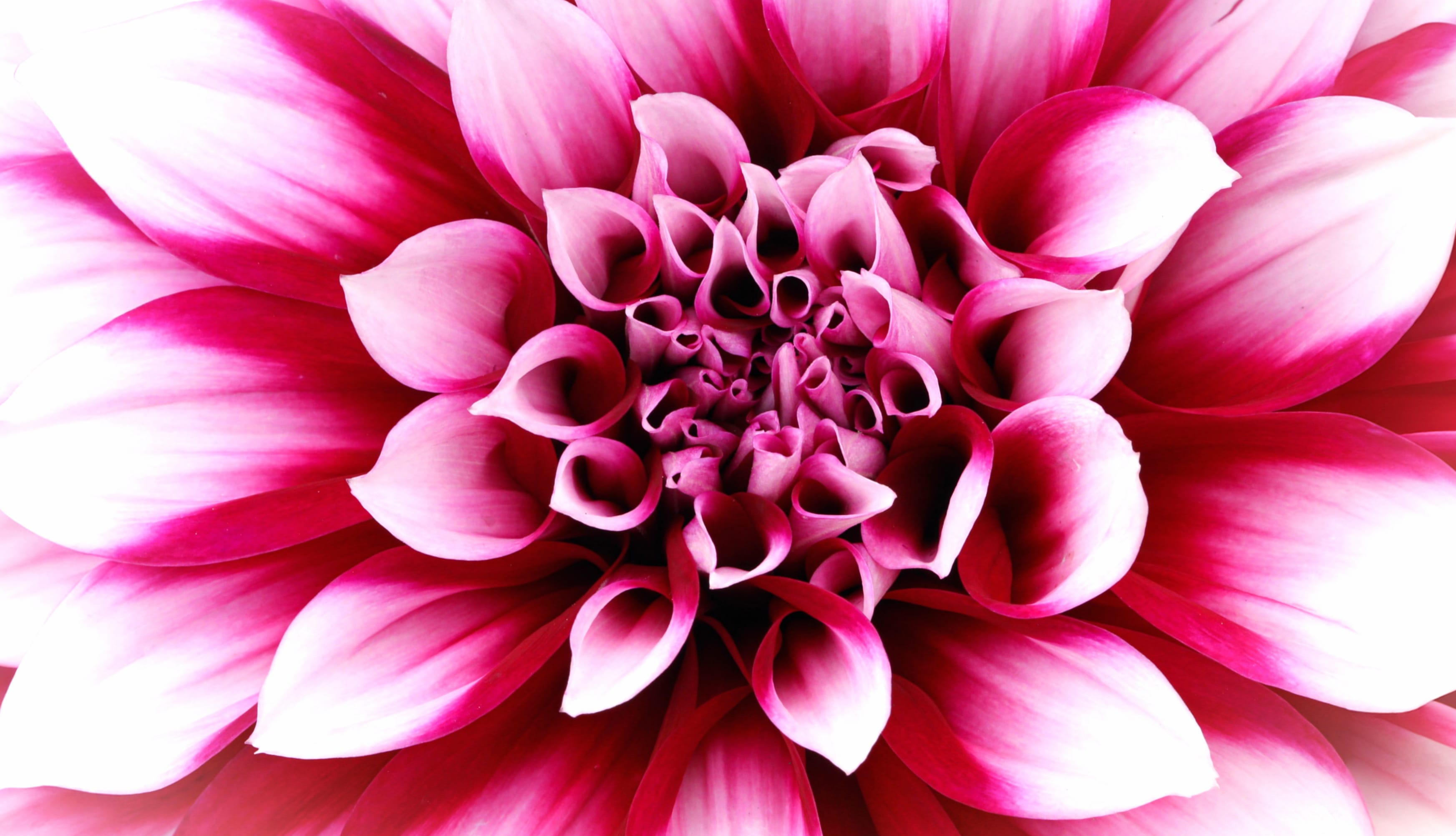 Pink Dahlia Closeup wallpapers HD quality