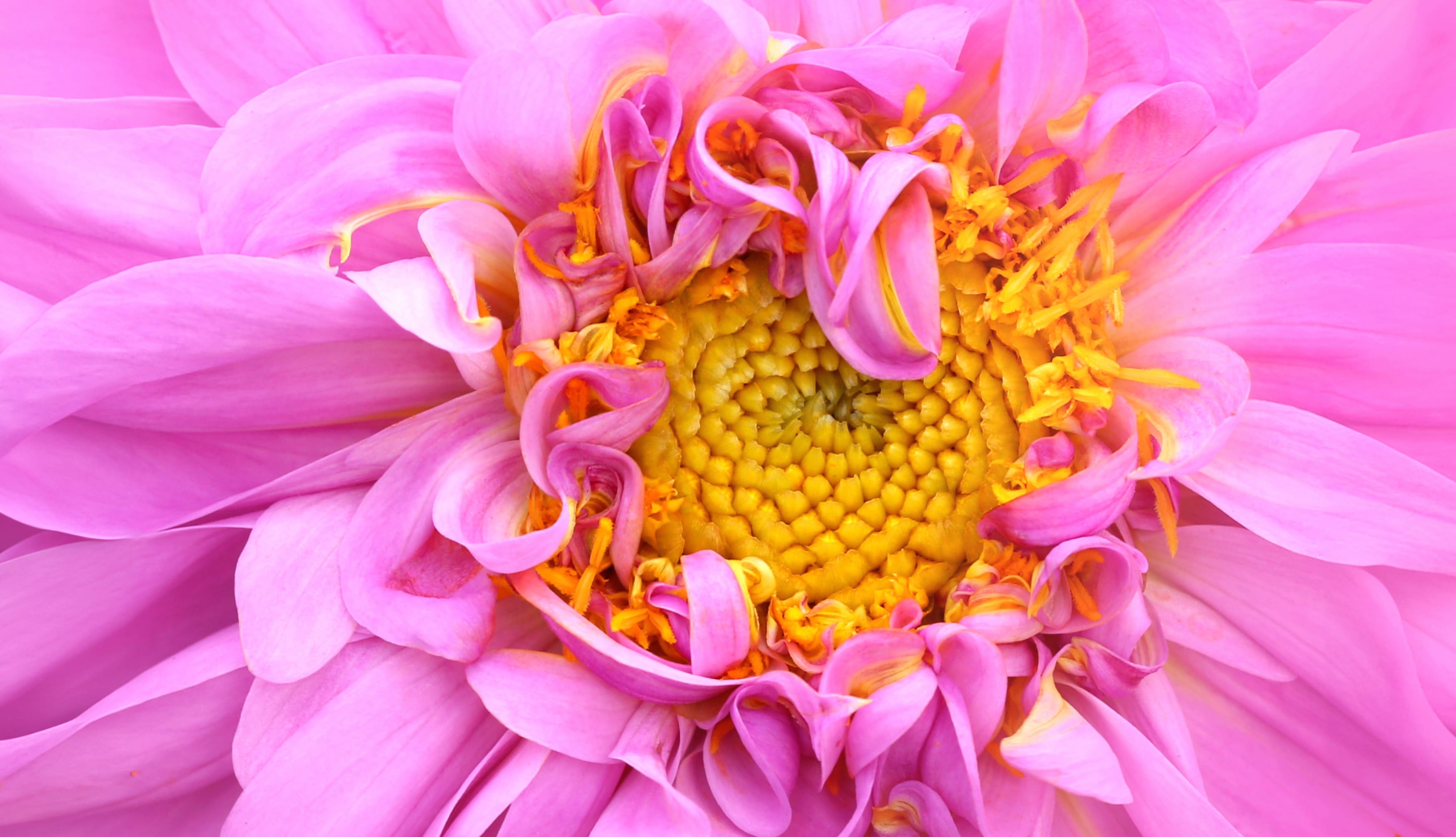 Pink Dahlia Macro wallpapers HD quality