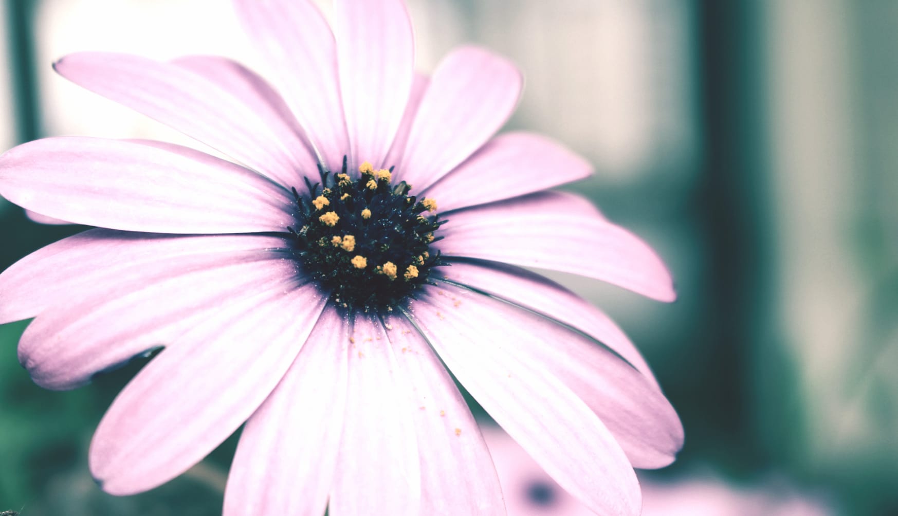 Pink Daisy Bloom - Elegant Floral Background at 1280 x 720 HD size wallpapers HD quality