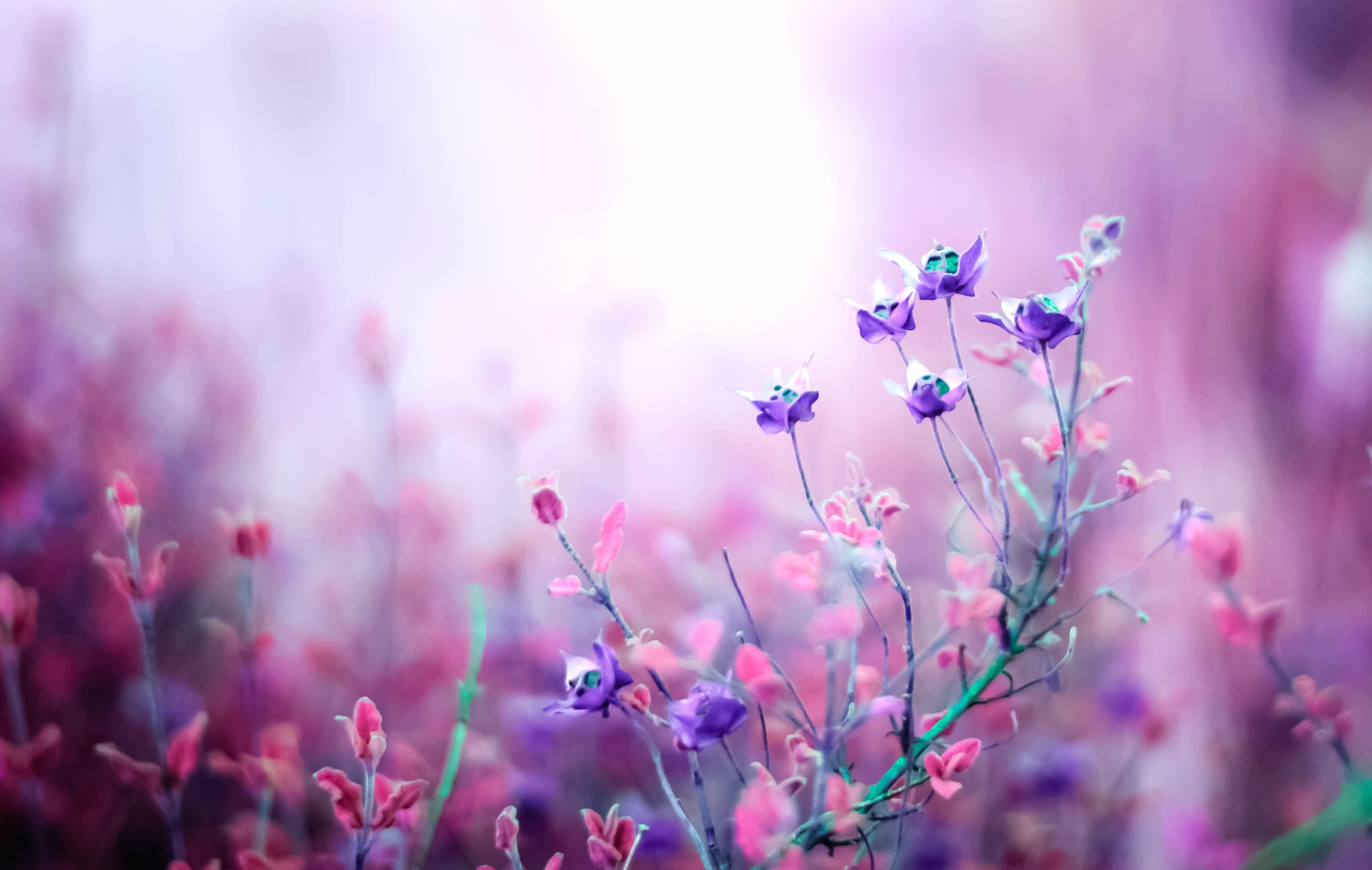 Pink Floral Nature at 2560 x 1440 HD size wallpapers HD quality