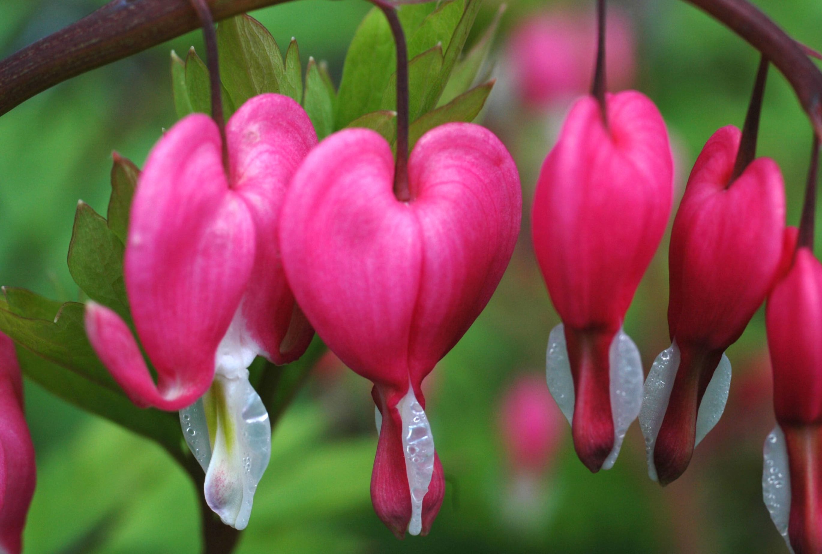 Pink Flower Flower Close-up Nature Bleeding Heart wallpapers HD quality