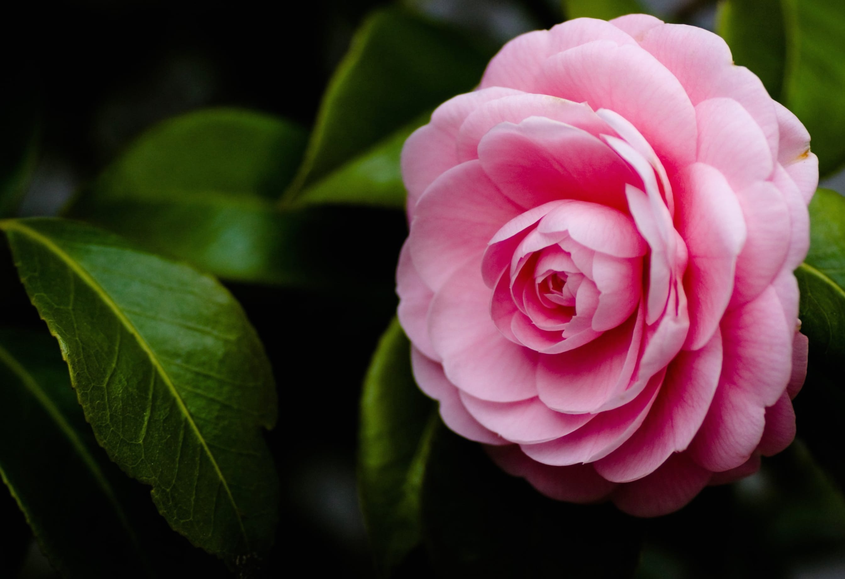 Pink Flower Flower Nature Camellia at 1600 x 1200 size wallpapers HD quality