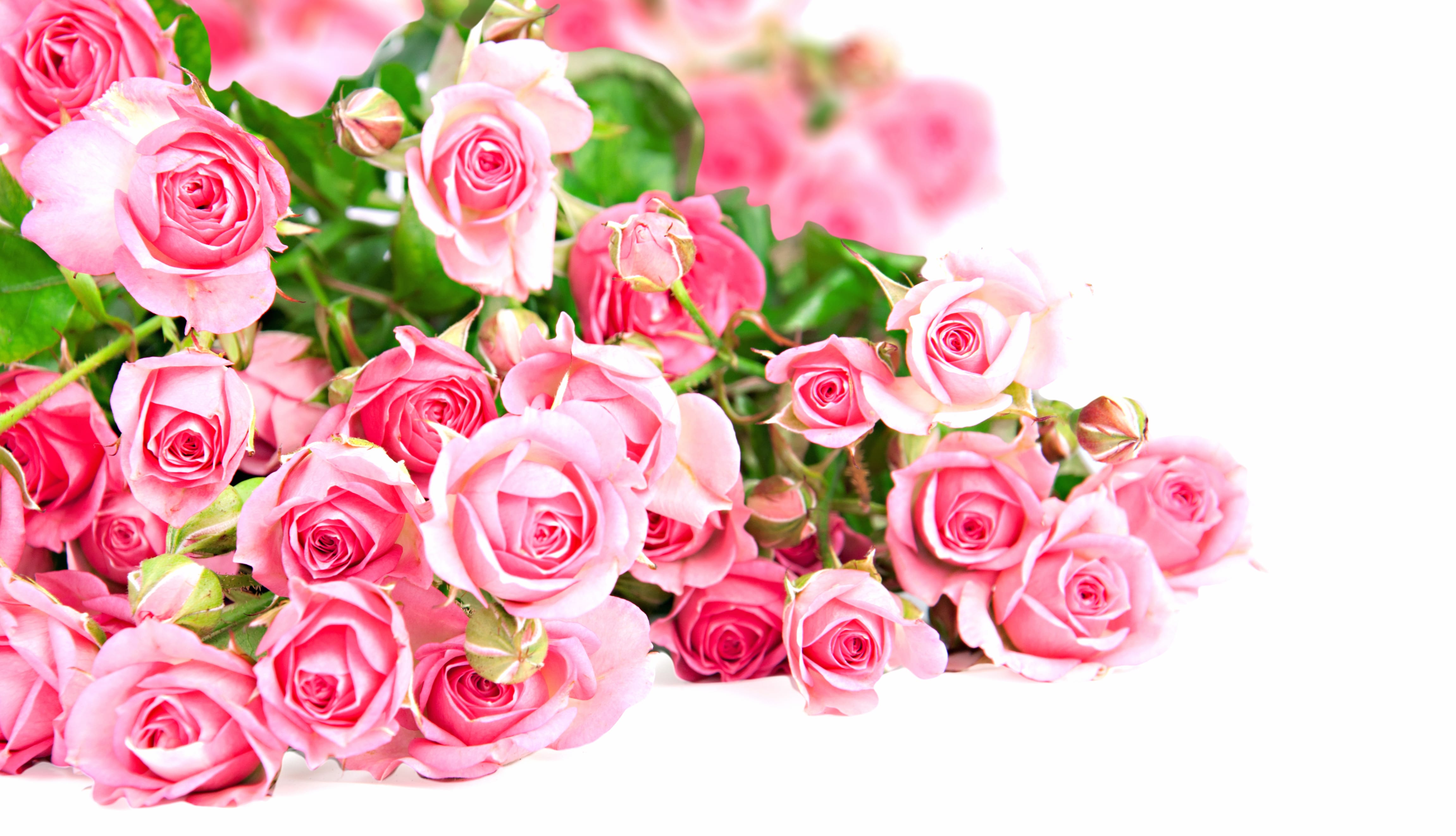 Pink Flower Flower Pink Rose Nature Rose wallpapers HD quality