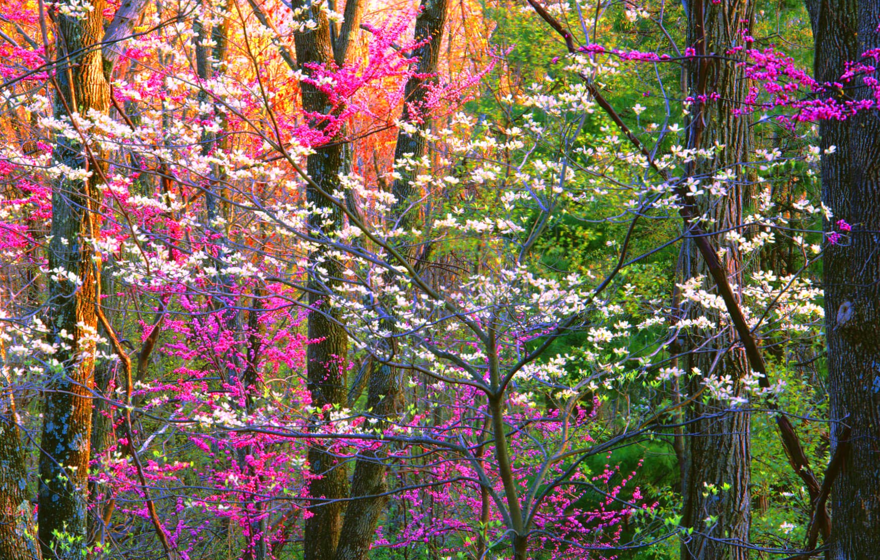 Pink Flower Forest Blossom Flower Tree Nature Spring at 1024 x 1024 iPad size wallpapers HD quality