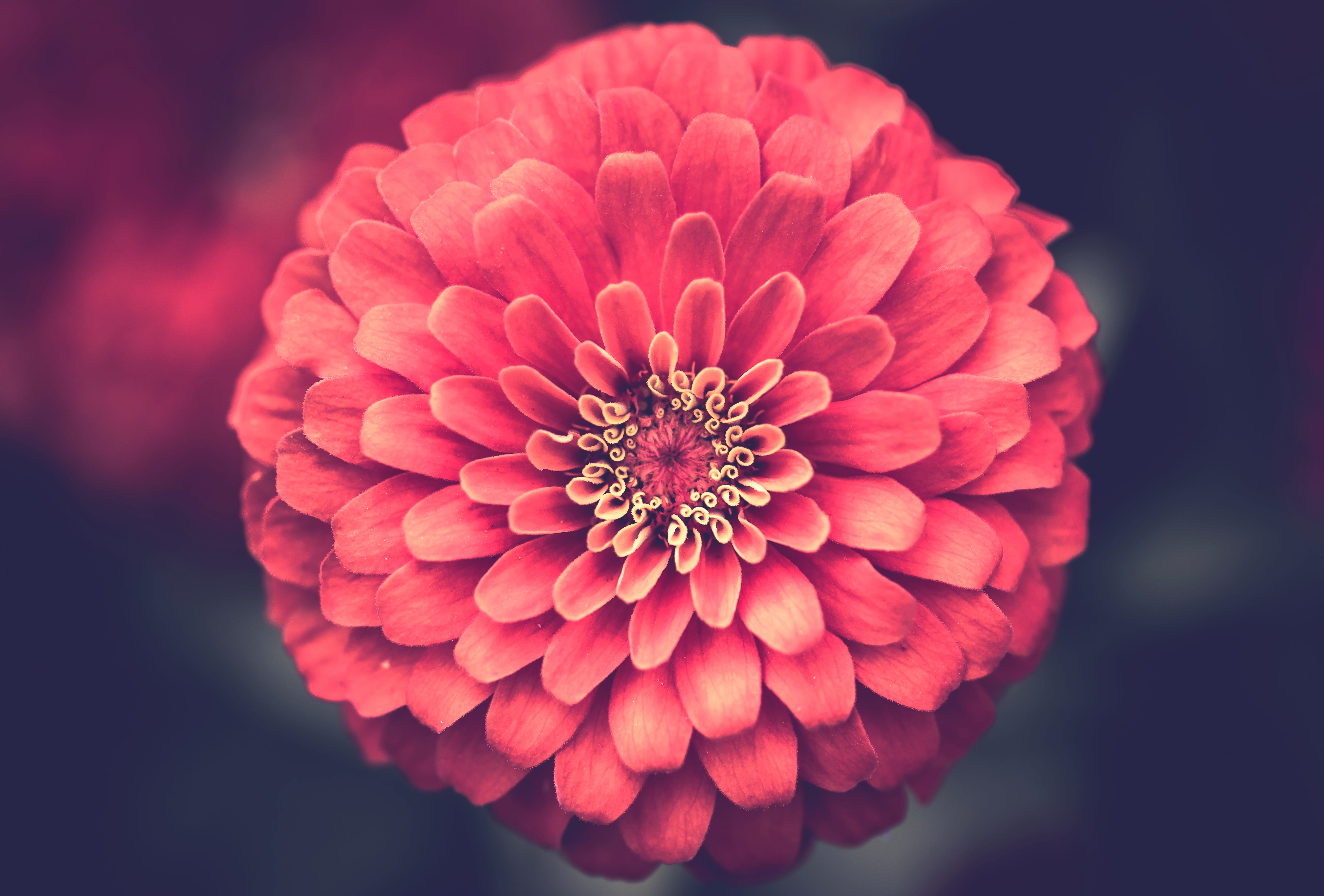 Pink Flower Macro Flower Nature Dahlia at 640 x 1136 iPhone 5 size wallpapers HD quality