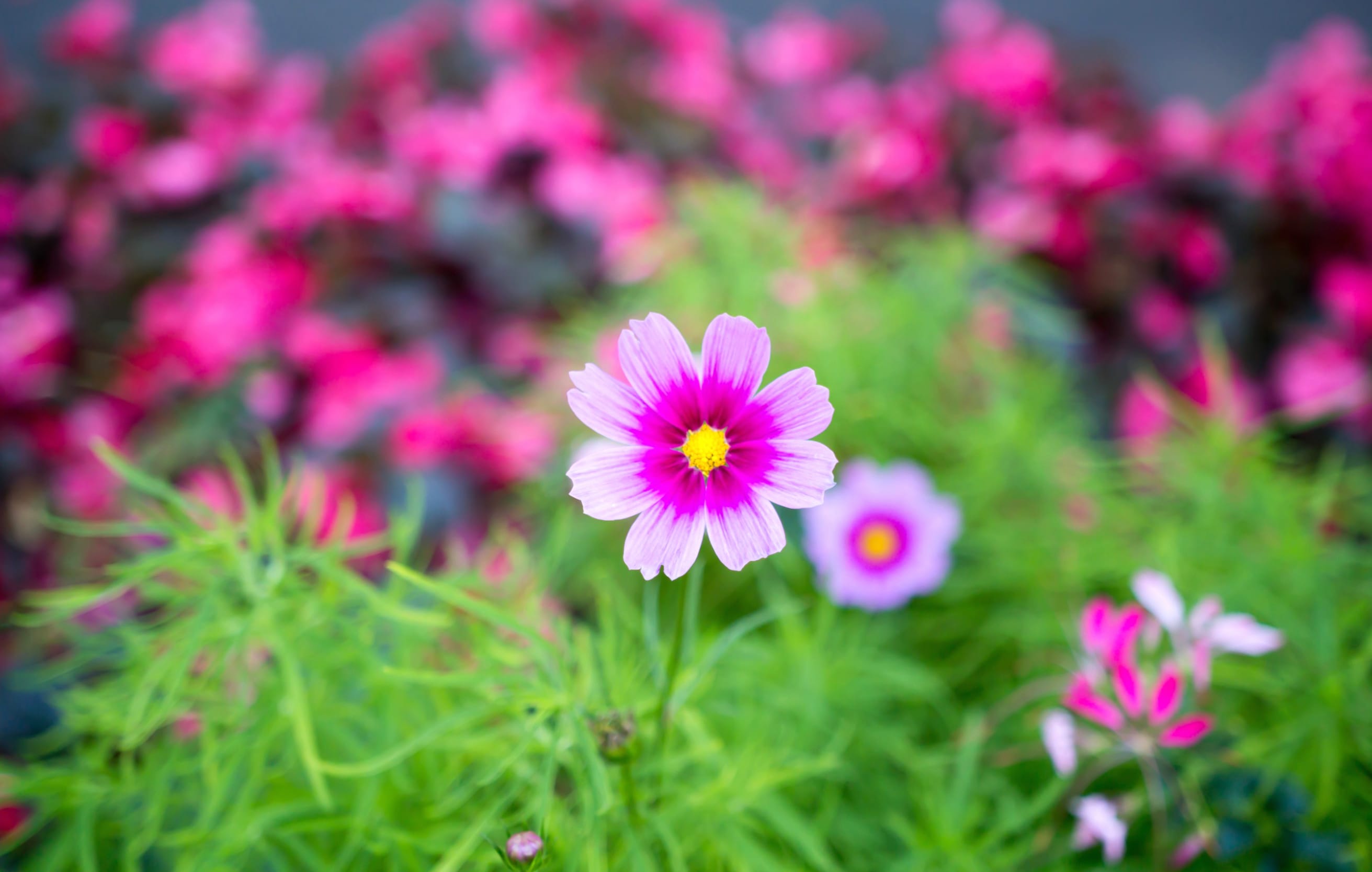 Pink Flower Macro Nature Flower at 1280 x 960 size wallpapers HD quality