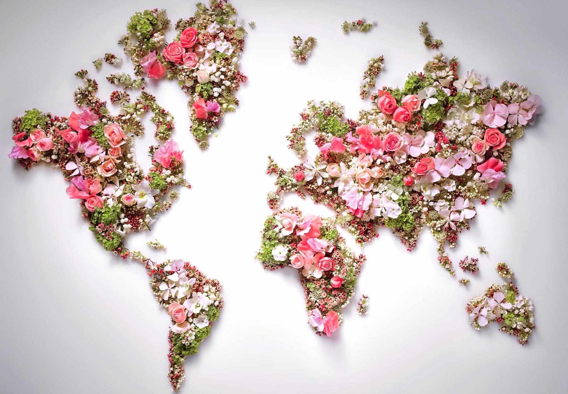 Pink Flower Map Flower Misc World Map wallpapers HD quality