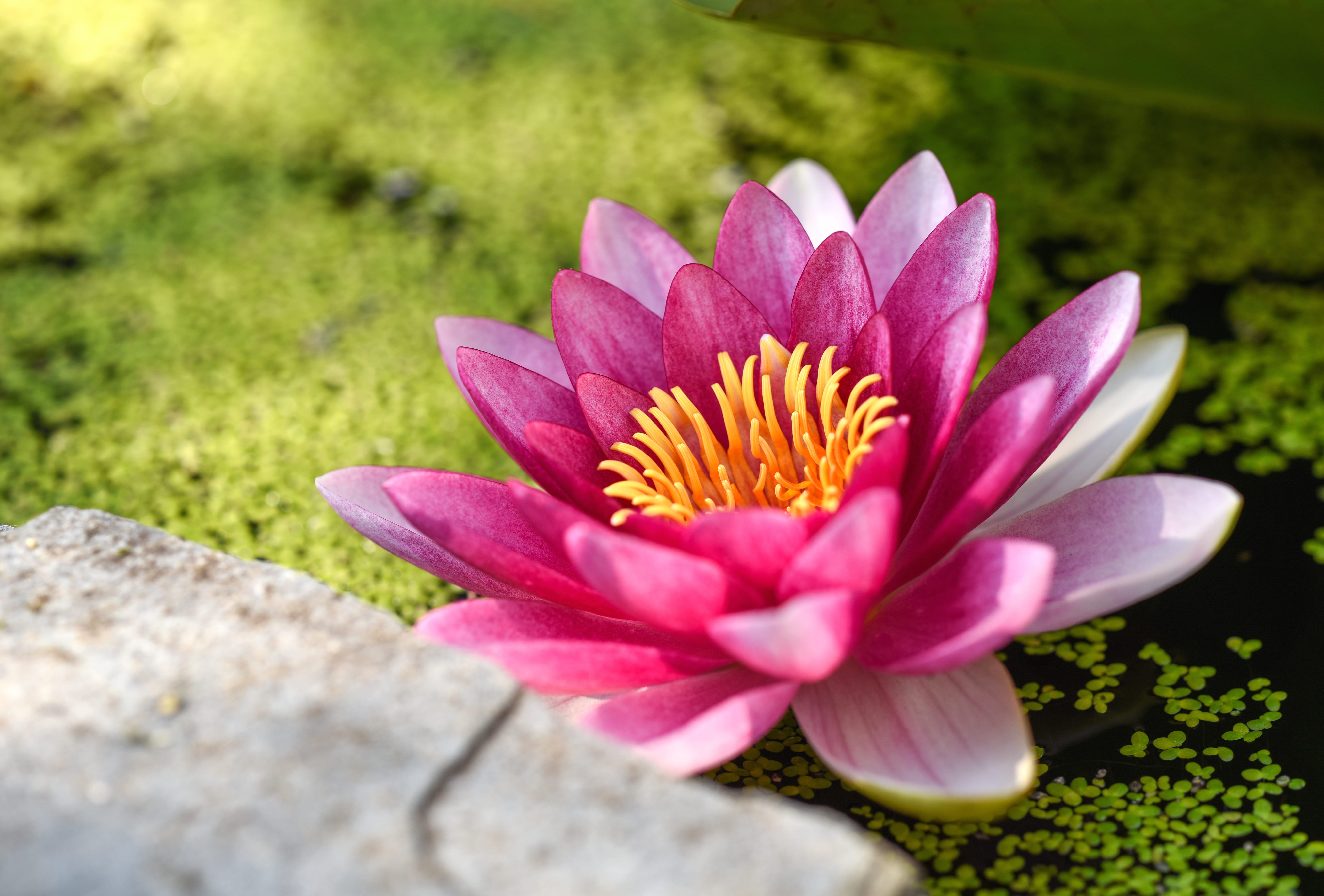 Pink Flower Nature Flower Lotus wallpapers HD quality