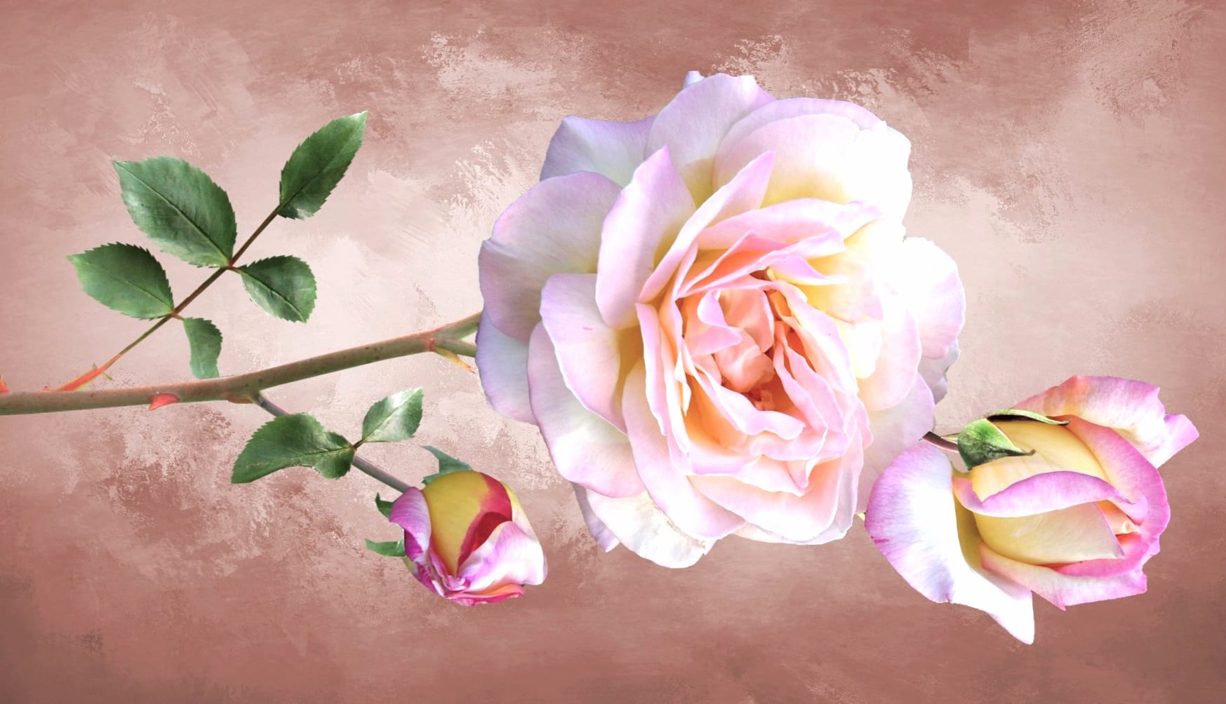 Pink Flower Pink Rose Flower Nature Rose wallpapers HD quality