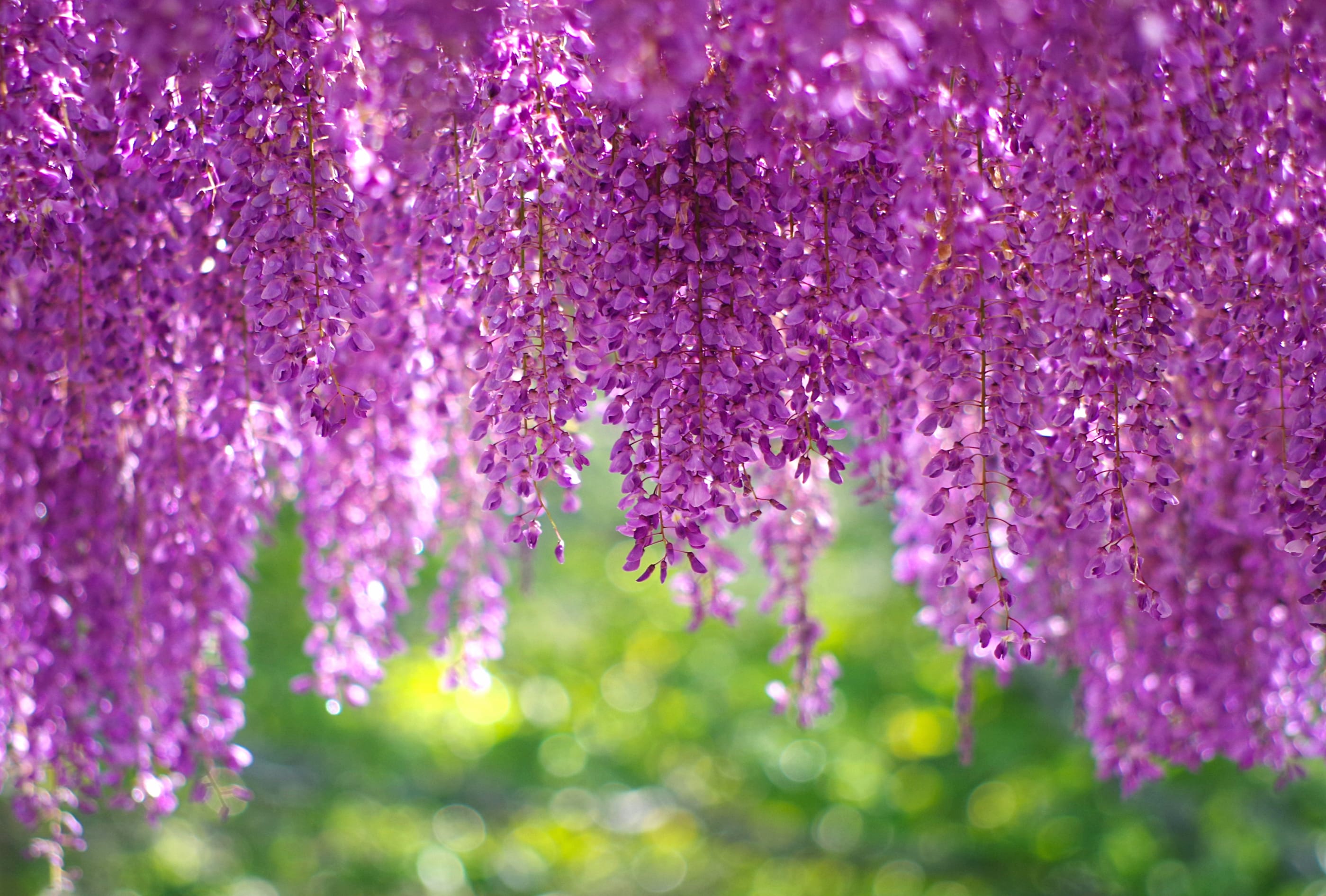 Pink Flower Purple Flower Flower Bokeh Nature Spring Blossom Wisteria wallpapers HD quality