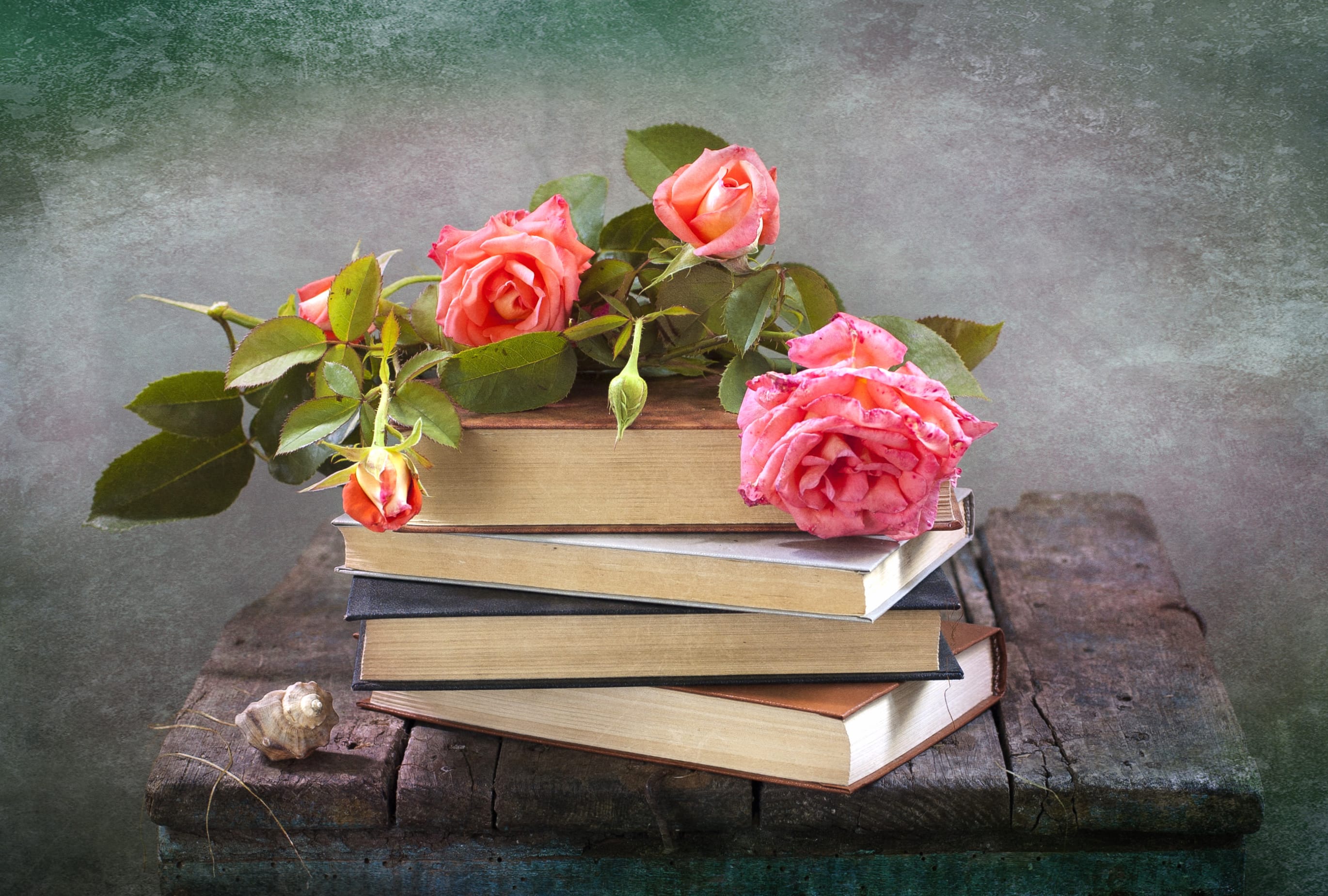 Pink Flower Rose Flower Shell Book Photography Still Life at 1680 x 945 HD size wallpapers HD quality