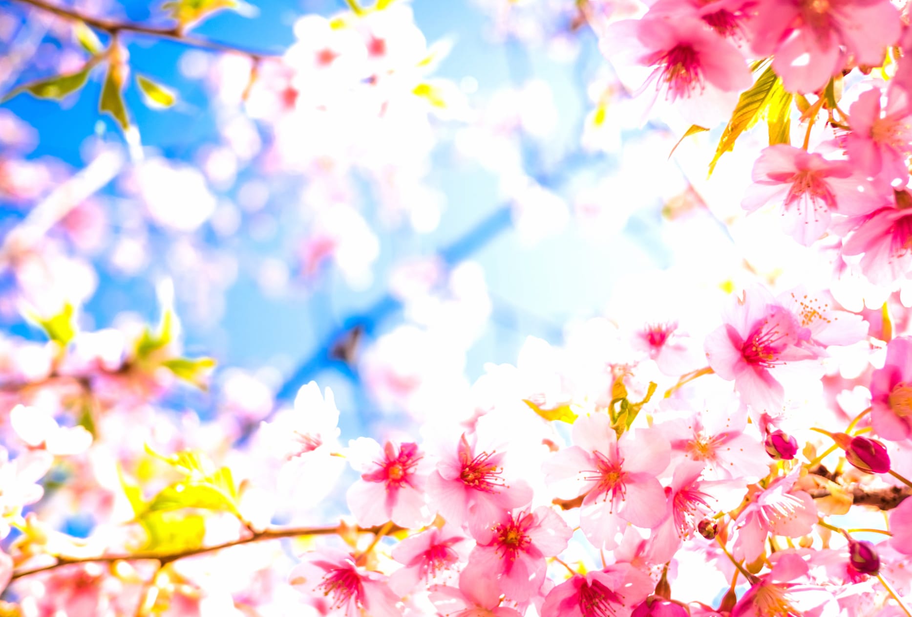 Pink Flower Spring Flower Nature Blossom wallpapers HD quality