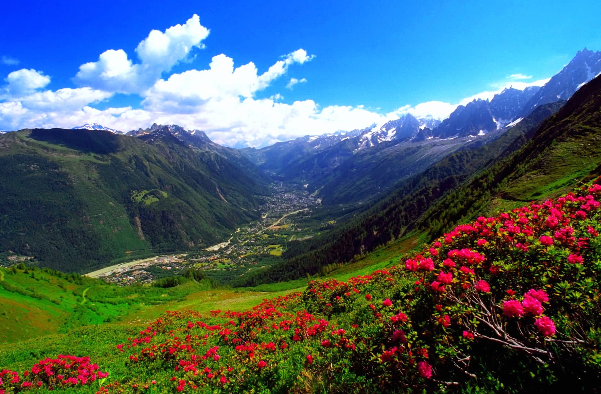 Pink Flower Valley A Stunning from the Carpathian Mountains wallpapers HD quality