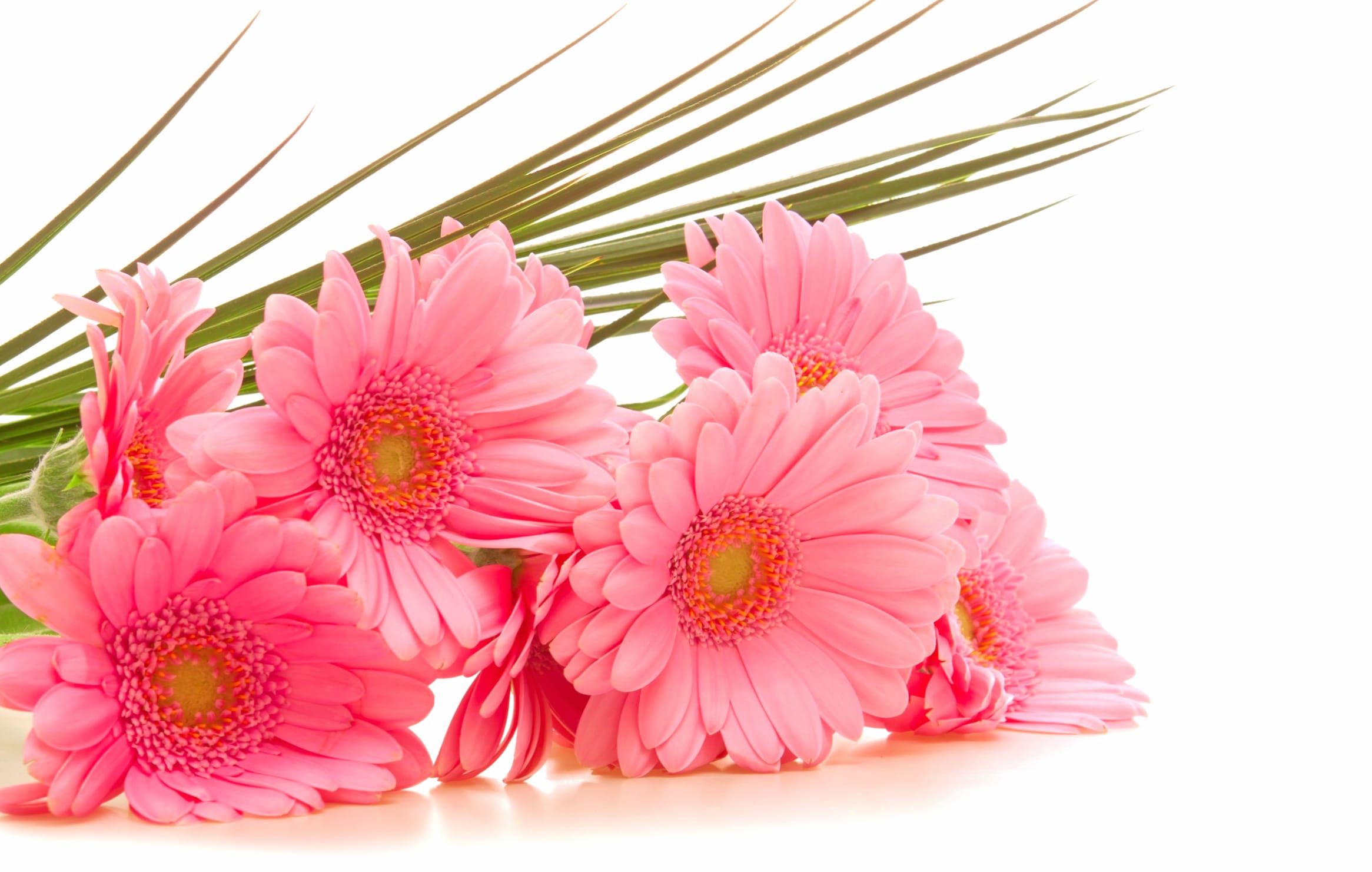 Pink Gerbera Daisy Delight - HD Nature Wallpaper wallpapers HD quality