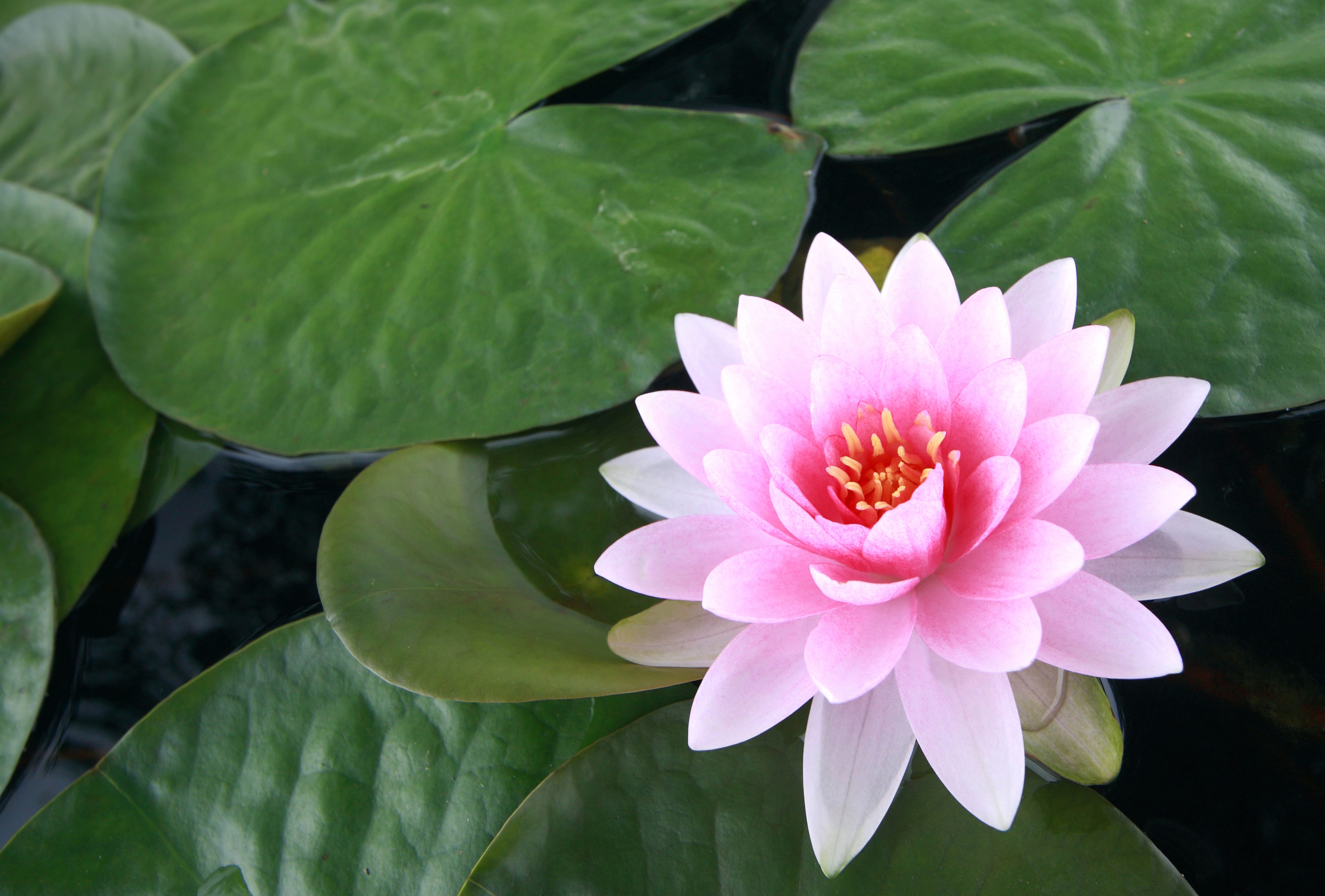 Pink Lotus Bloom - 4K Nature Wallpaper at 1600 x 1200 size wallpapers HD quality