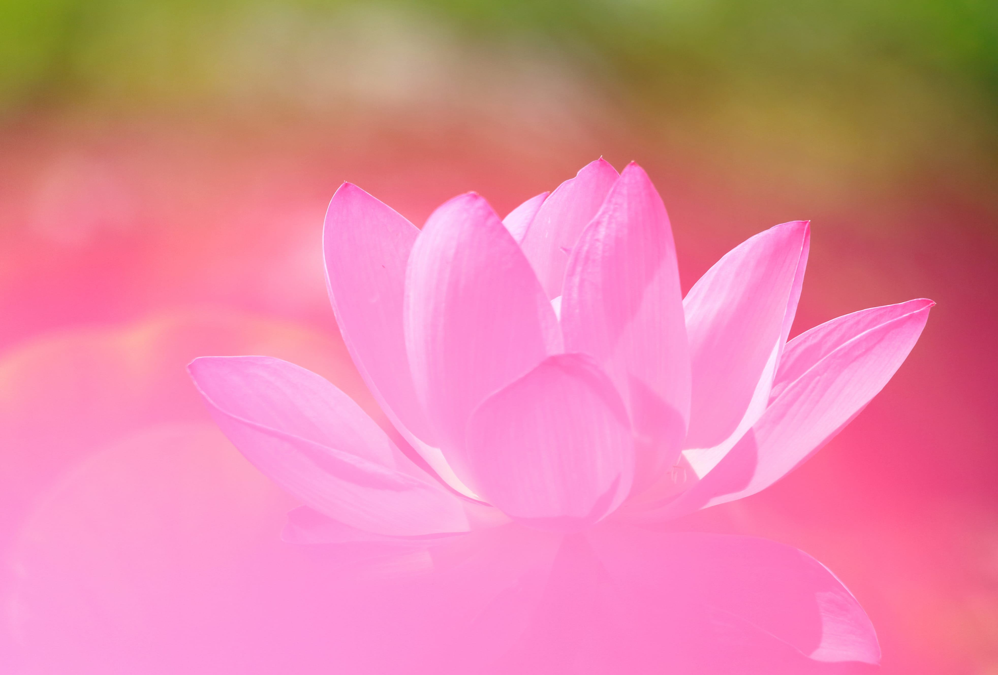 Pink Lotus in Nature - at 1152 x 864 size wallpapers HD quality