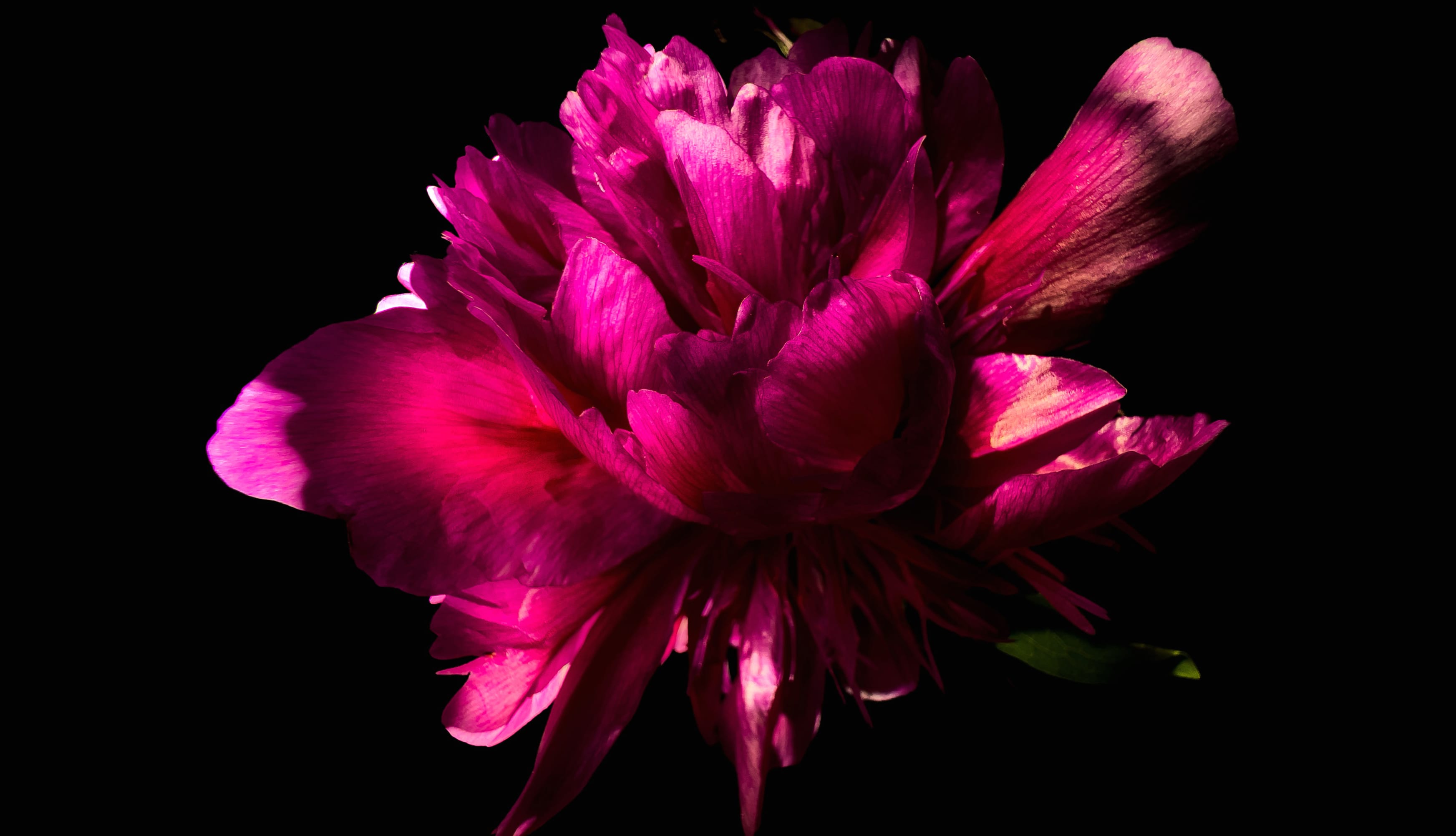 Pink Peony flower in Black background wallpapers HD quality