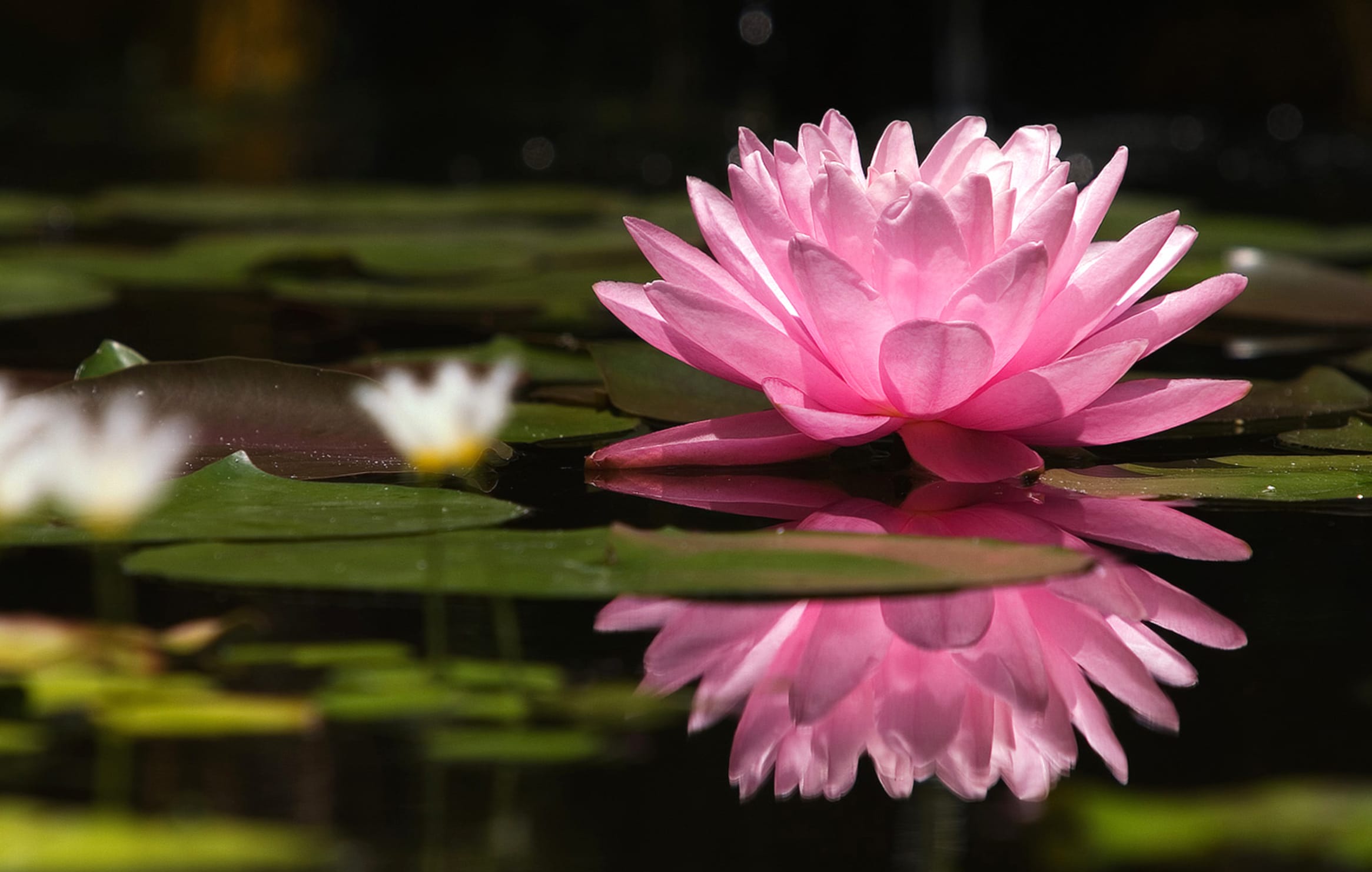 Pink Water Lily Reflection - wallpapers HD quality