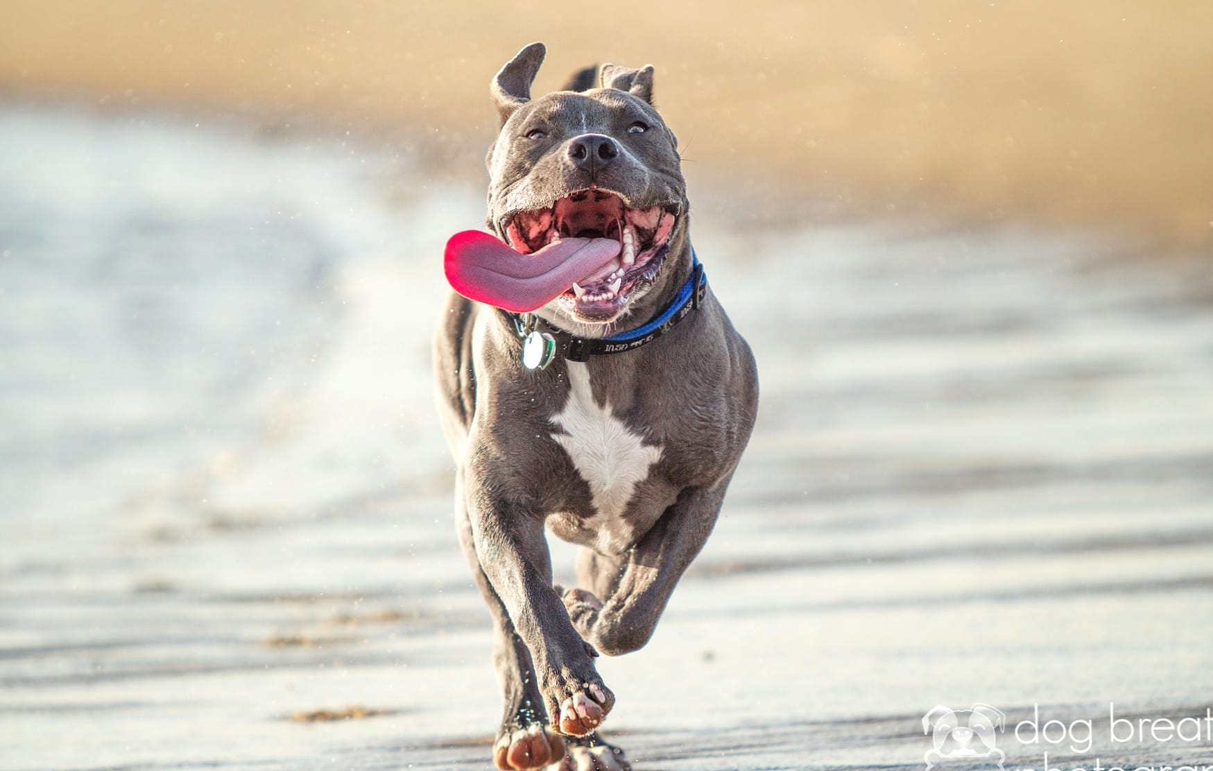 Pit Bull Beach Run at 1536 x 864 HD size wallpapers HD quality