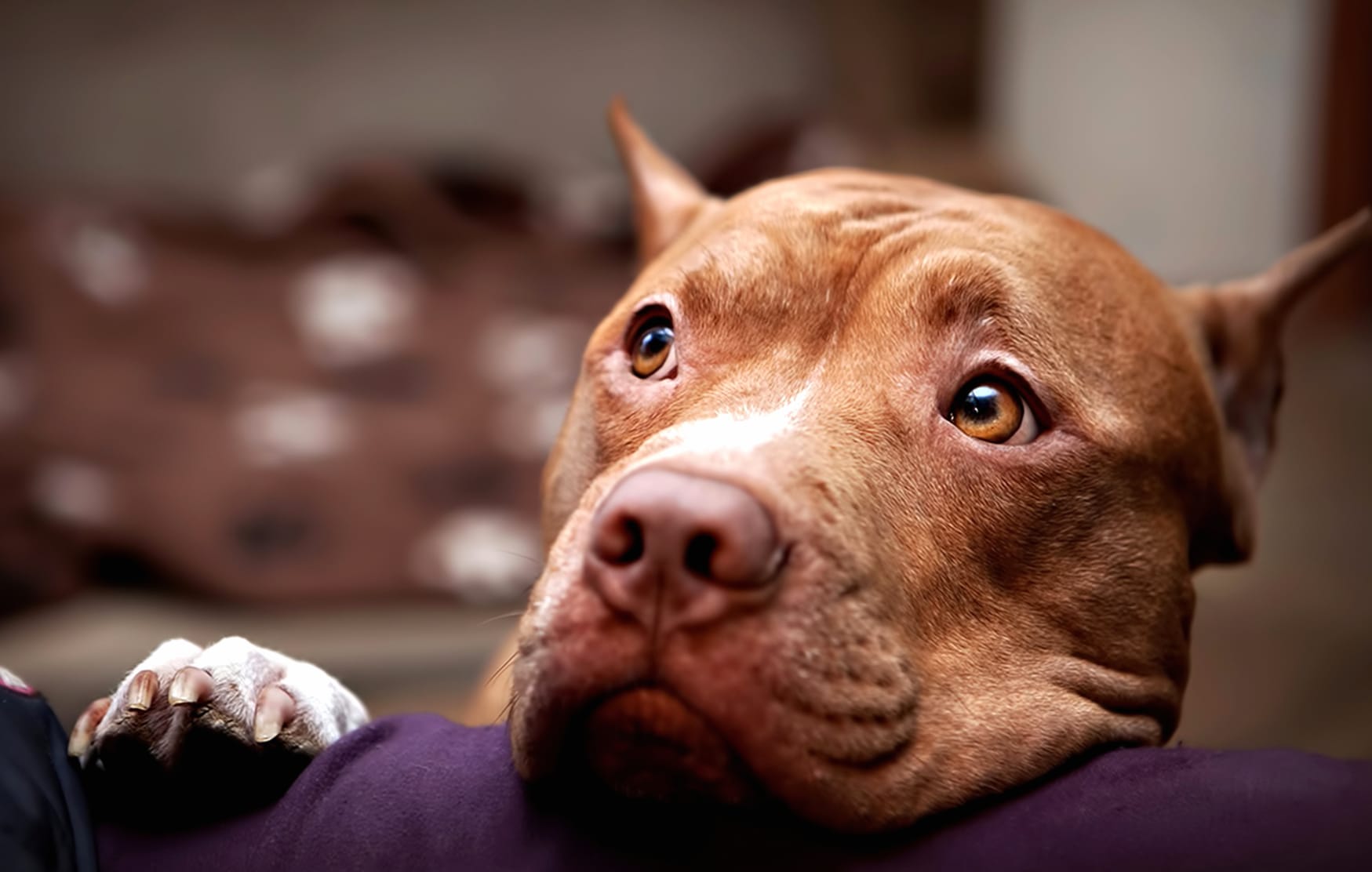 Pit Bull Companion HD Dog Wallpaper at 1600 x 900 HD size wallpapers HD quality