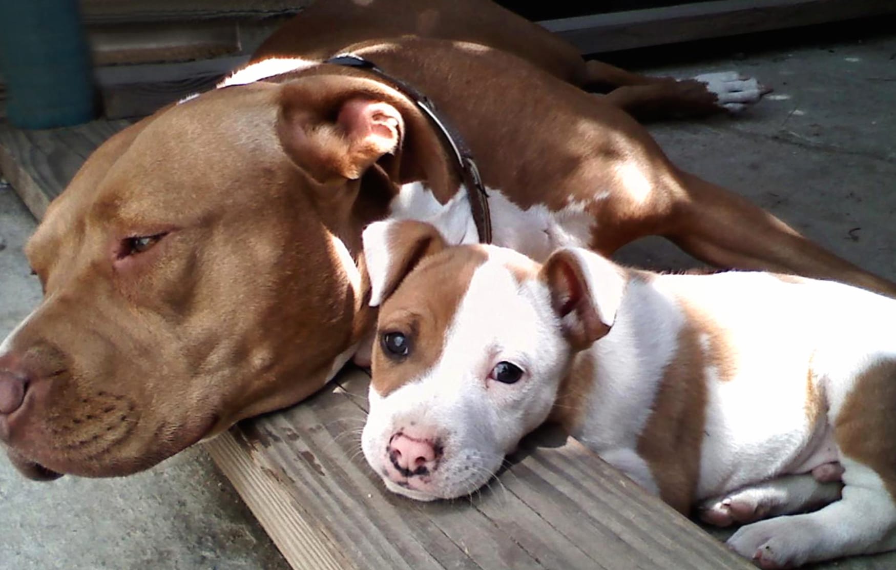 Pit Bull Duo at 1920 x 1080 HD size wallpapers HD quality