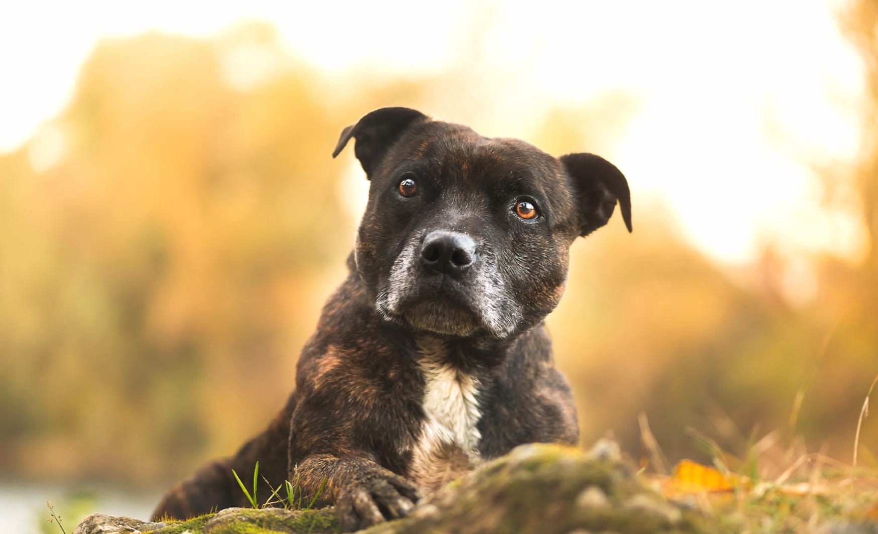 Pit Bull in Autumn - at 2048 x 2048 iPad size wallpapers HD quality