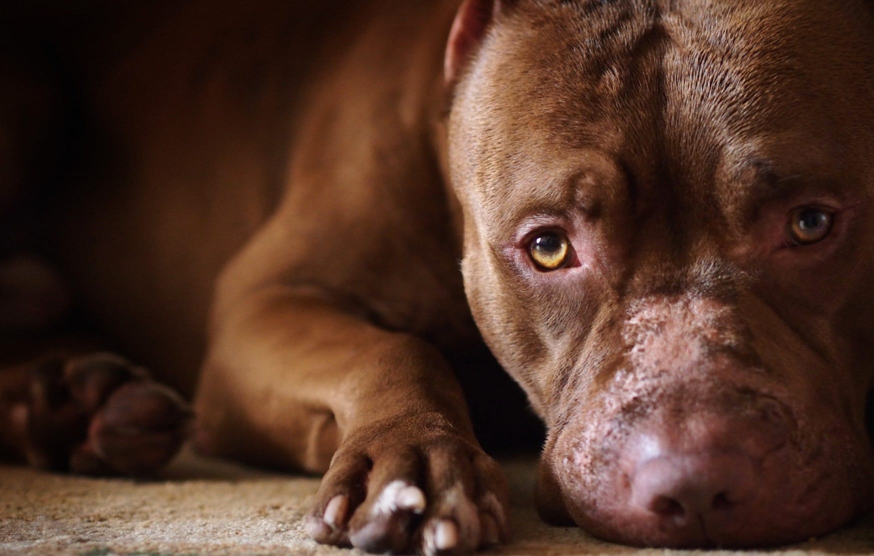 Pit Bull Paws at 640 x 1136 iPhone 5 size wallpapers HD quality