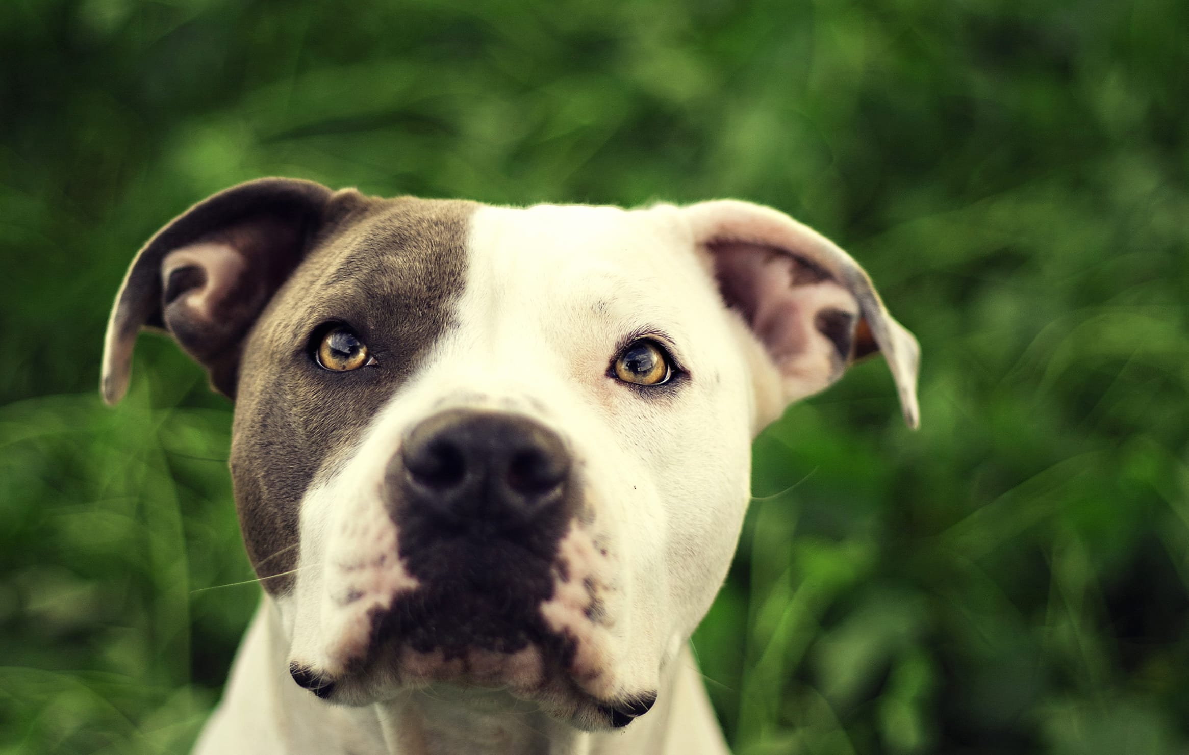 Pit Bull Portrait at 640 x 1136 iPhone 5 size wallpapers HD quality