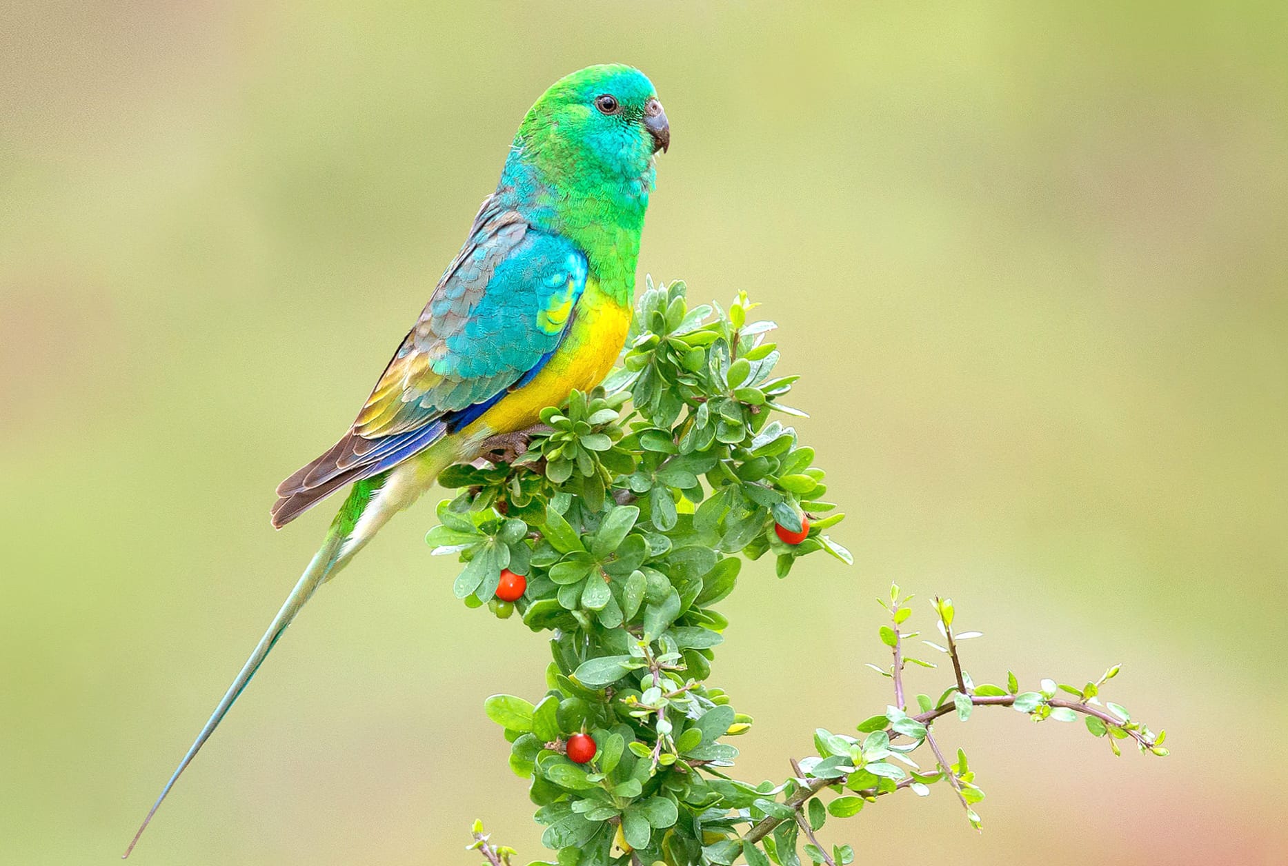 Plant Bird Animal Parrot wallpapers HD quality