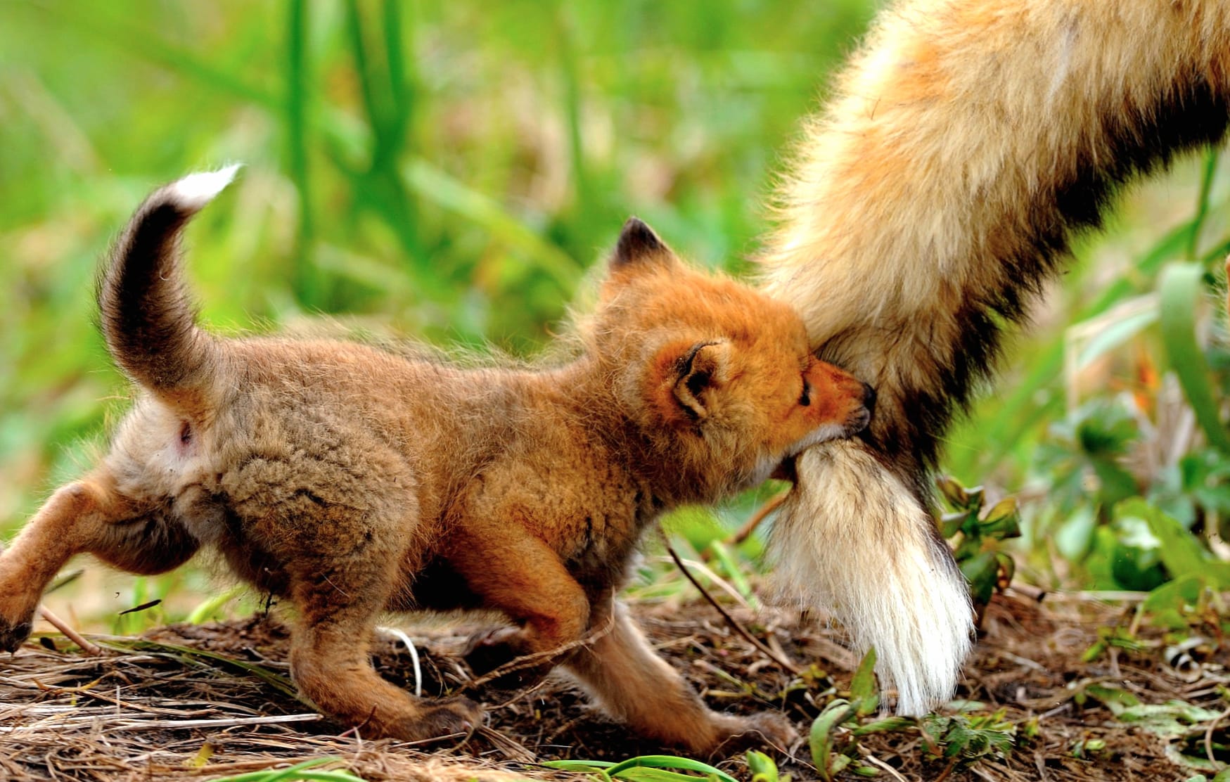 Playful Fox Cub wallpapers HD Playful Fox Cub wallpapers HD quality