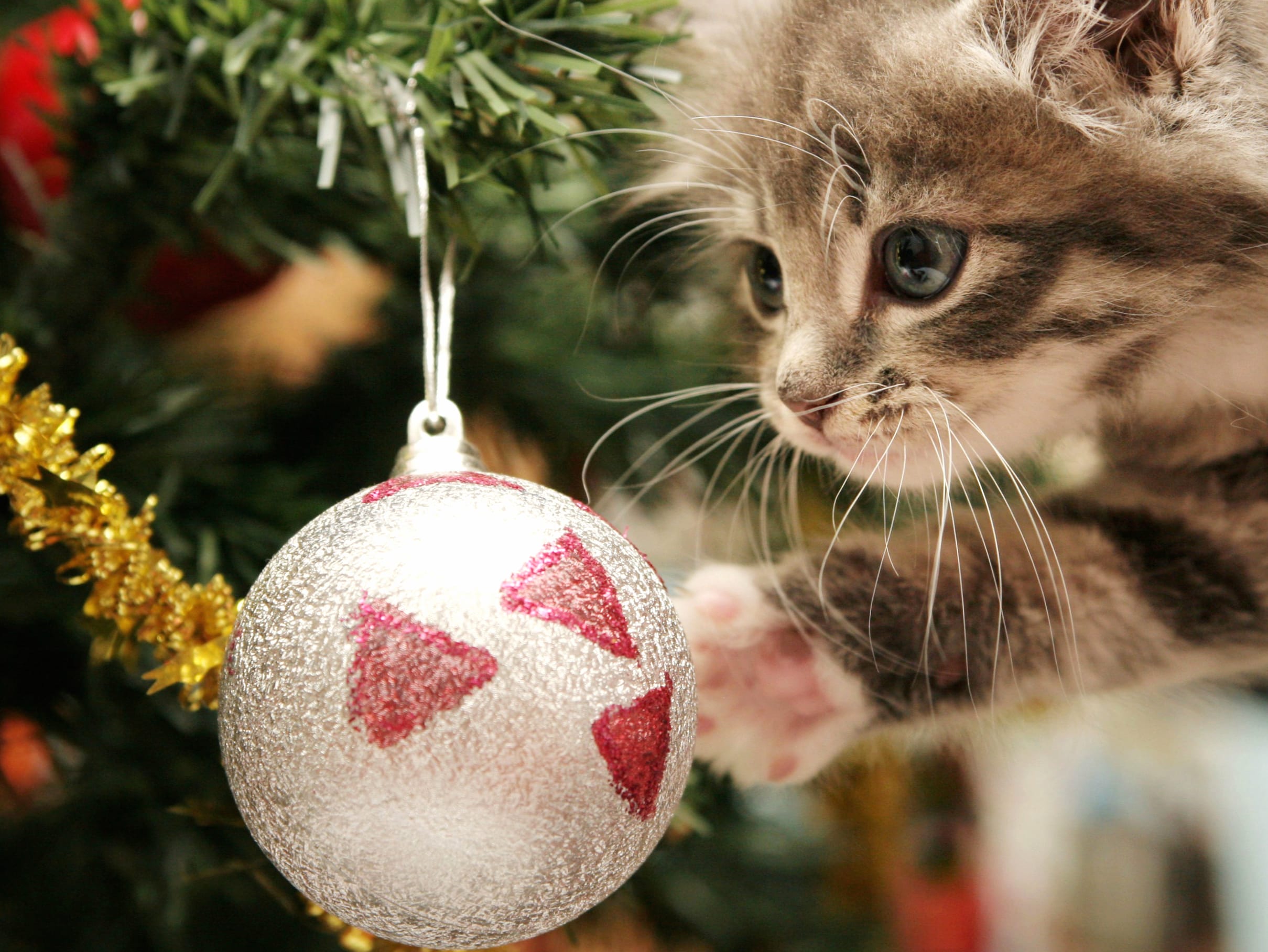 Playful Holiday Cat - at 1600 x 1200 size wallpapers HD quality