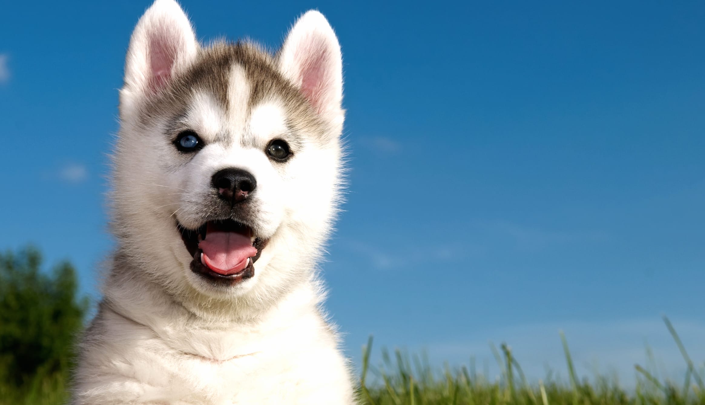 Playful Husky Puppy - wallpapers HD quality