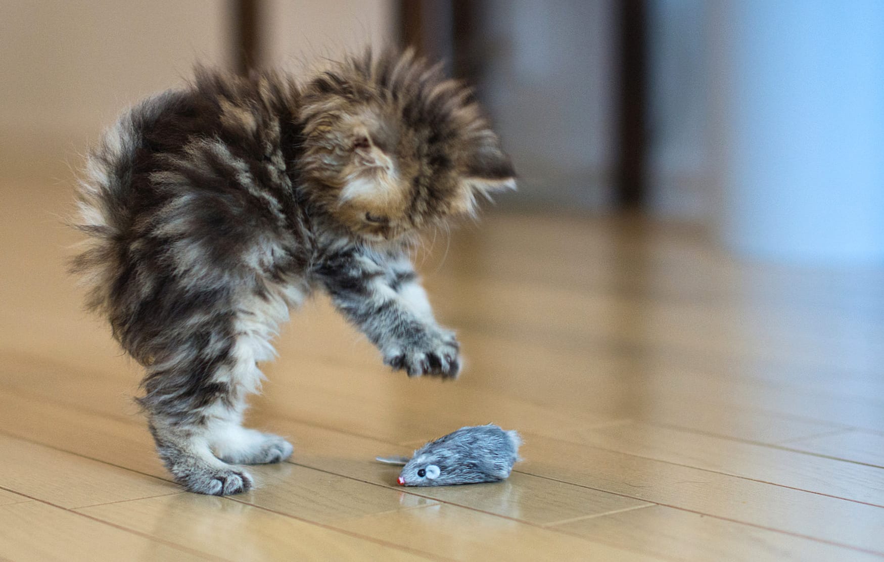 Playful Kitten in at 1280 x 720 HD size wallpapers HD quality