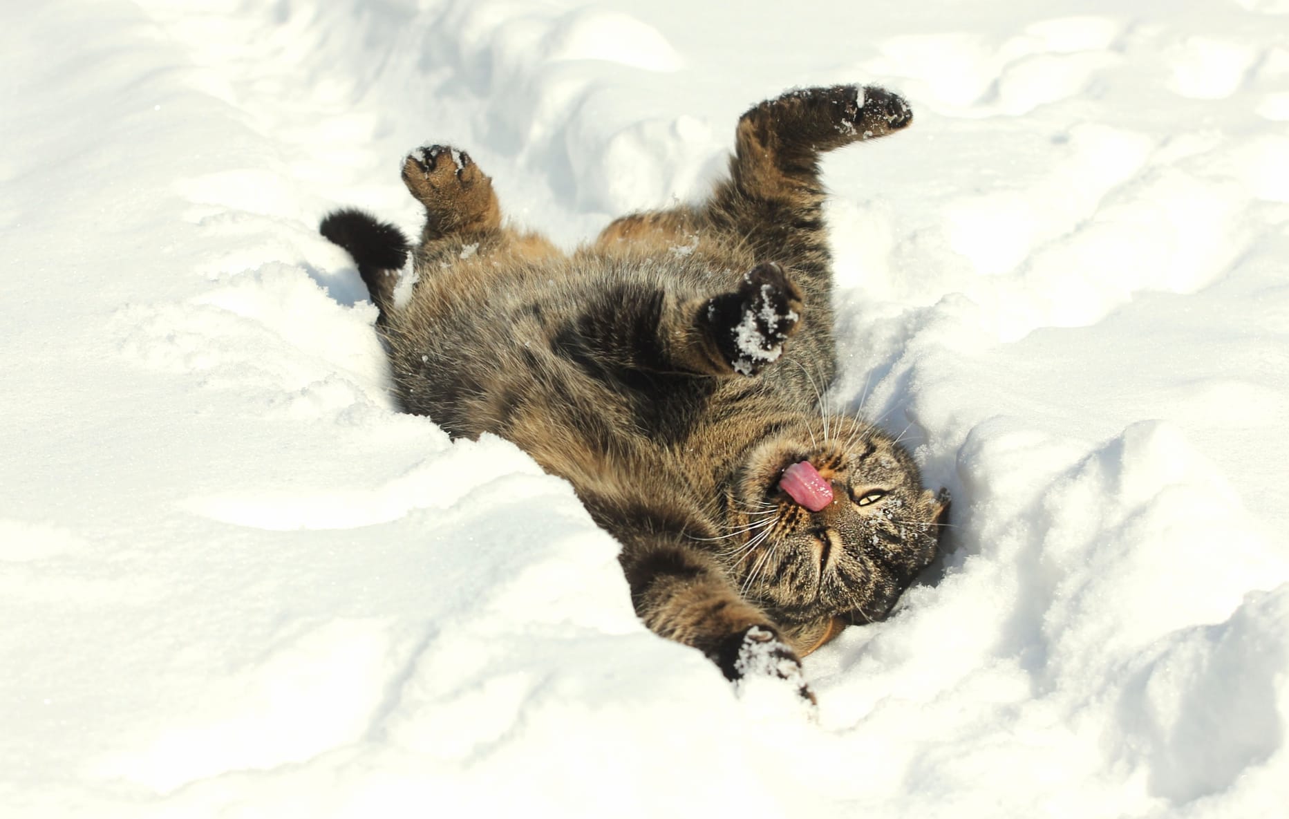 Playful Kitten in Snow - wallpapers HD quality