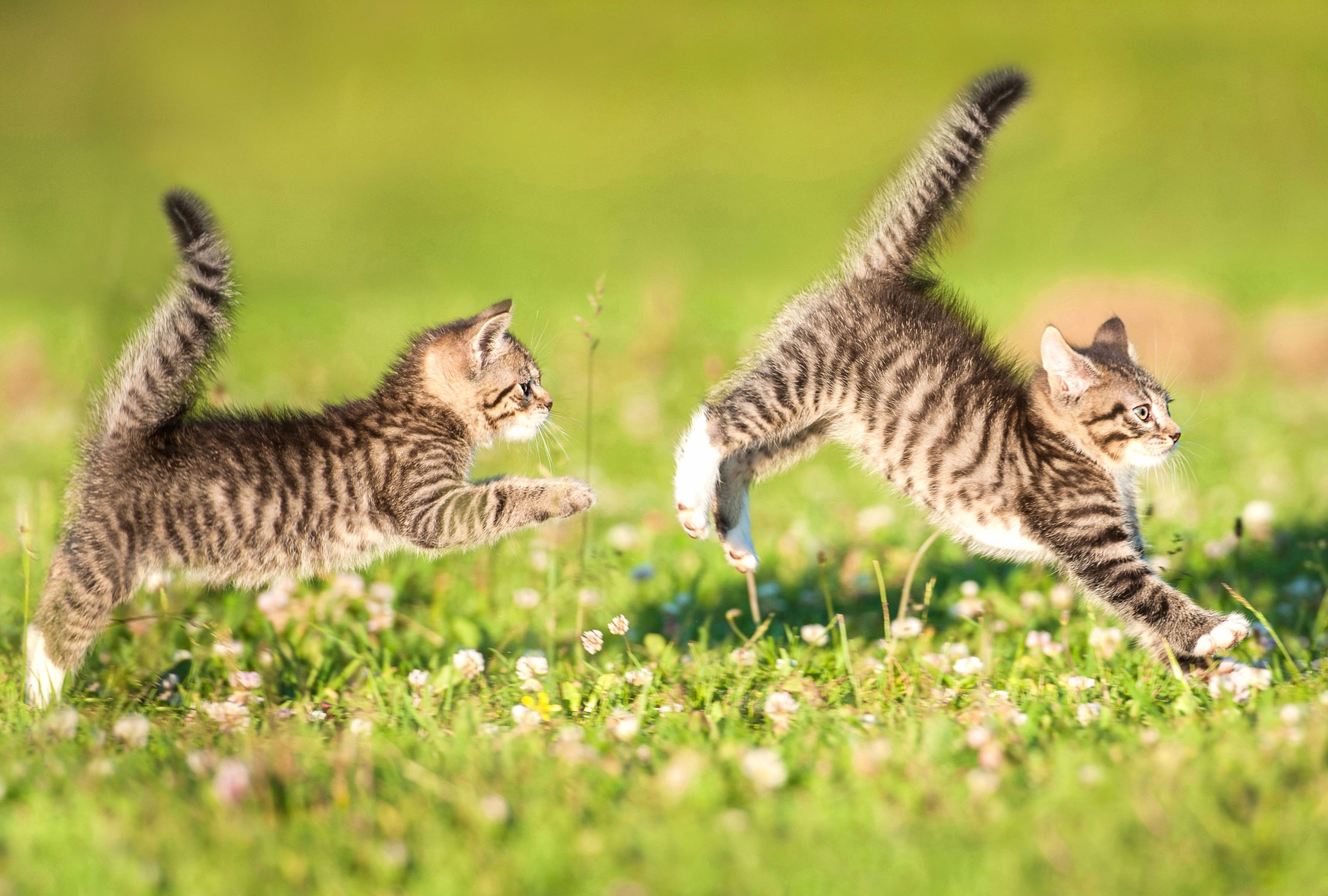 Playful Kittens Adorable wallpapers HD quality