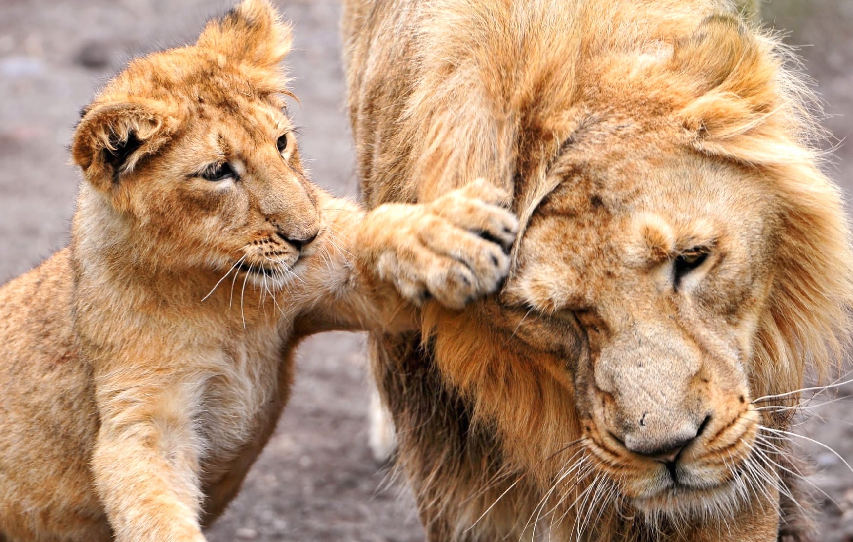 Playful Lion Cub and Parent - at 2048 x 2048 iPad size wallpapers HD quality