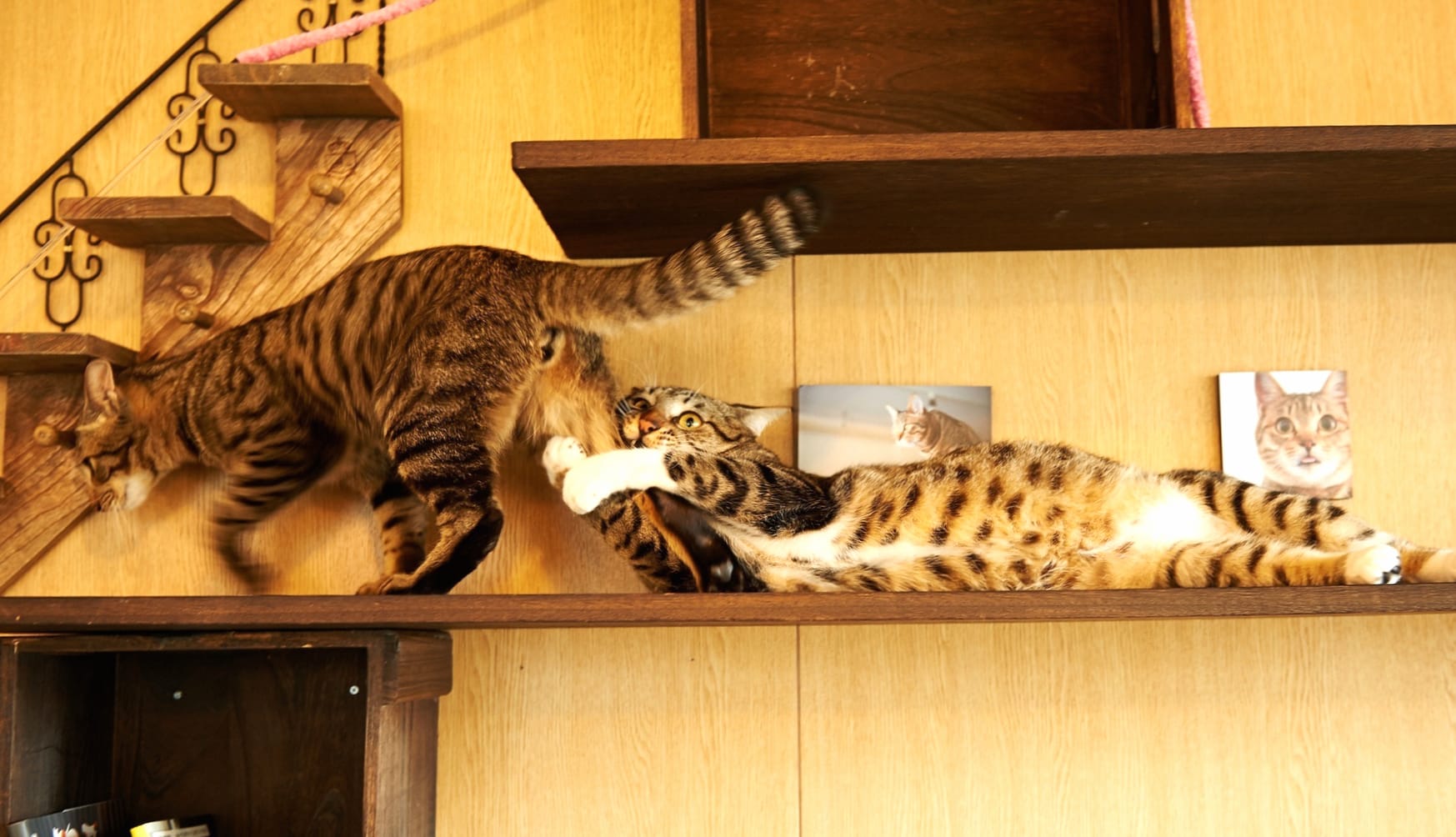 Playful Paws HD Cat Wallpaper wallpapers HD Playful Paws HD Cat Wallpaper wallpapers HD quality