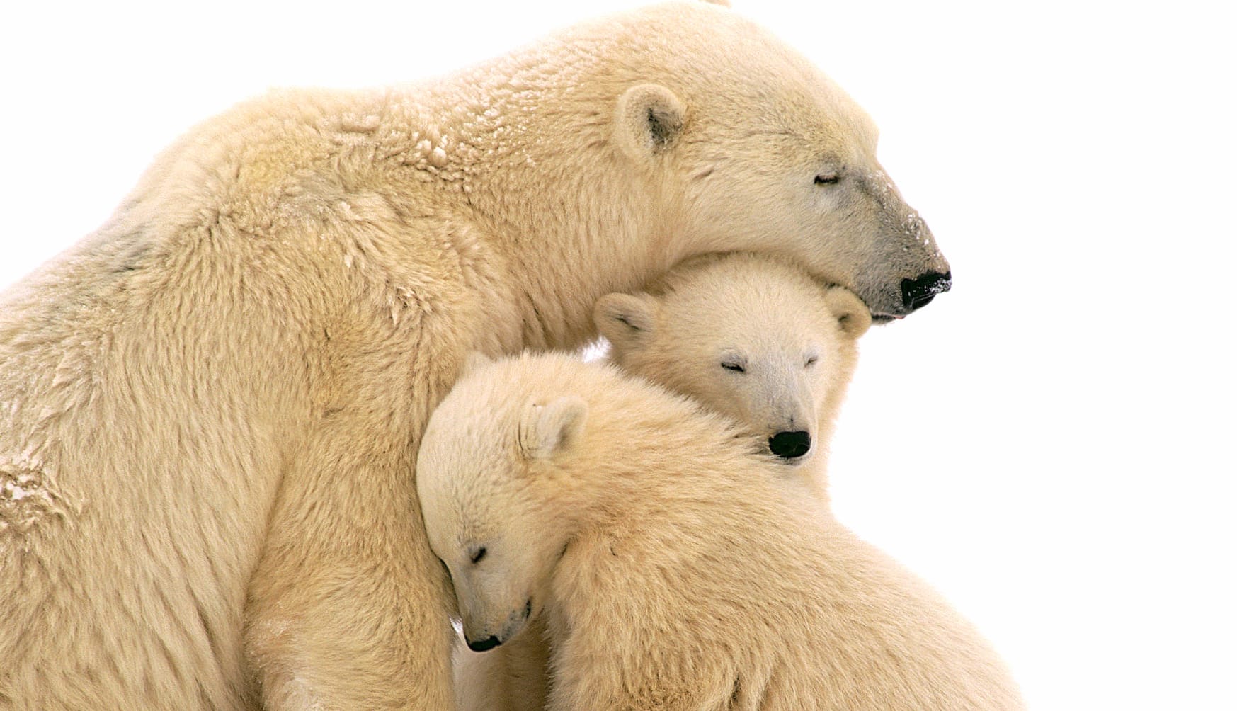 Polar Bear Family at 1152 x 864 size wallpapers HD quality