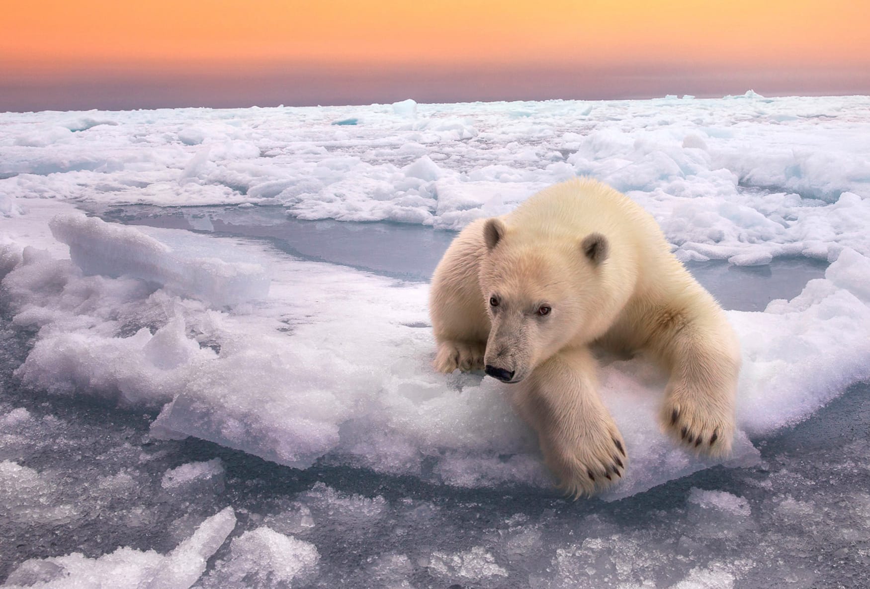 Polar Bear Horizon Ice - wallpapers HD quality