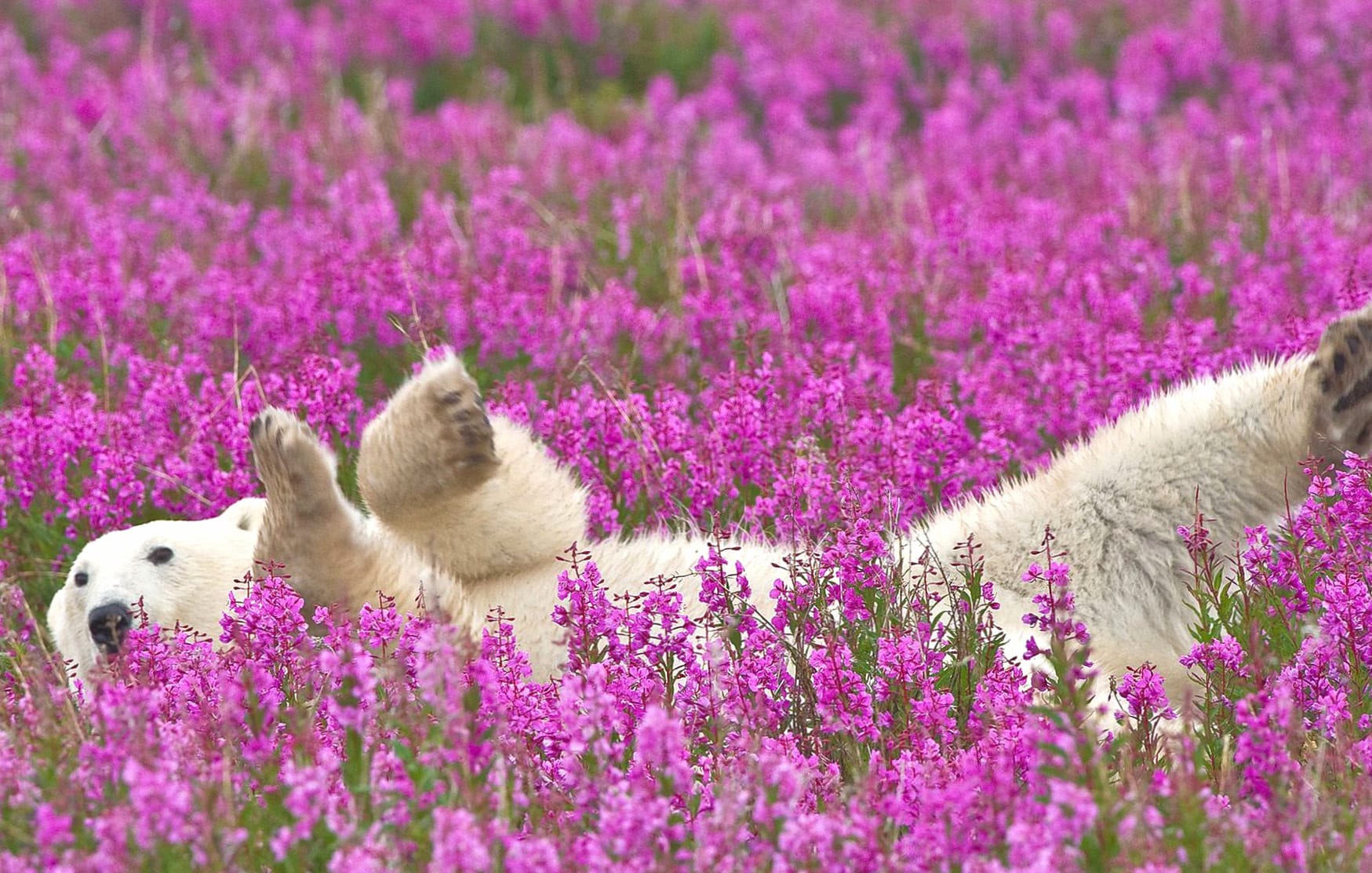 Polar Bear in Pink Flower Fields at 1024 x 1024 iPad size wallpapers HD quality