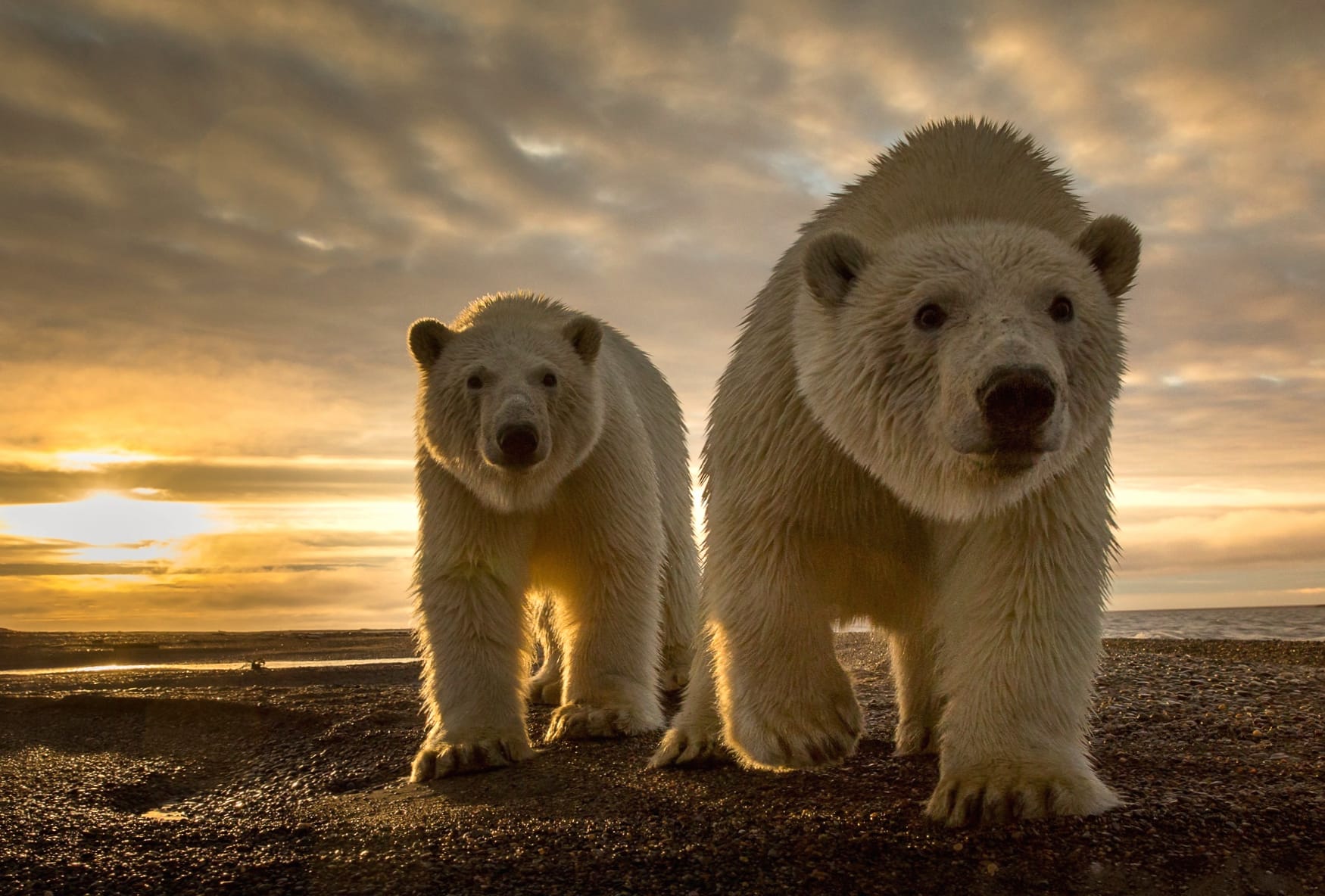 Polar Bears at Sunset at 2048 x 2048 iPad size wallpapers HD quality