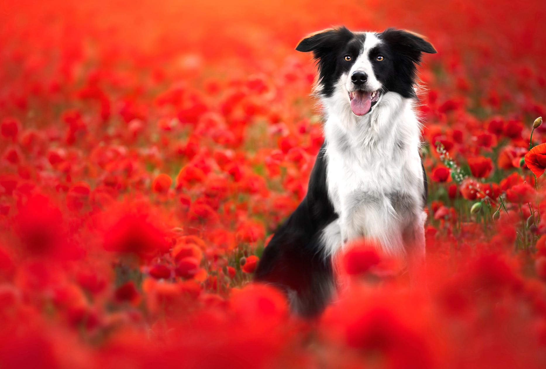 Poppy Animal Border Collie wallpapers HD quality