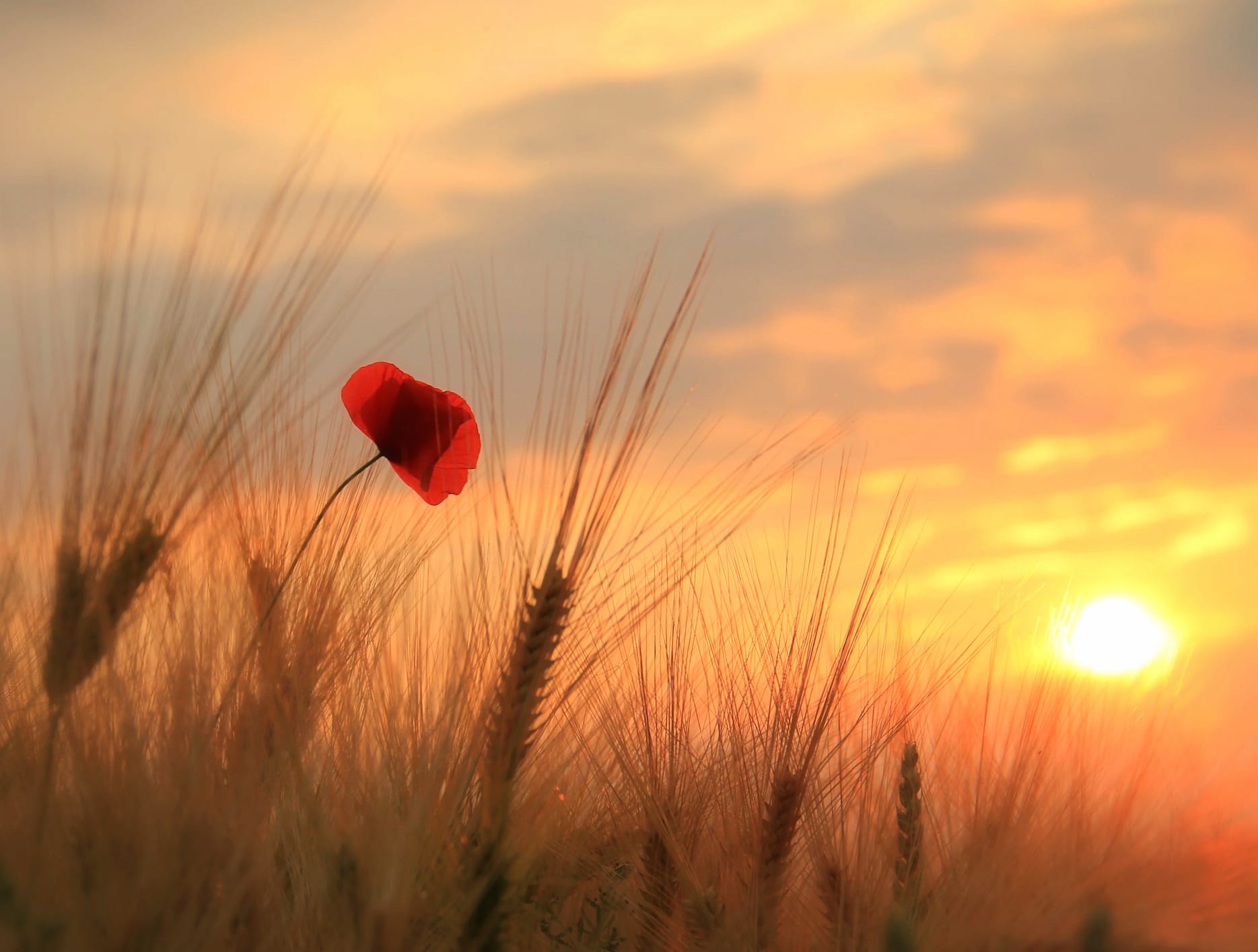 Poppy at Sunset in Wheat Field - wallpapers HD quality