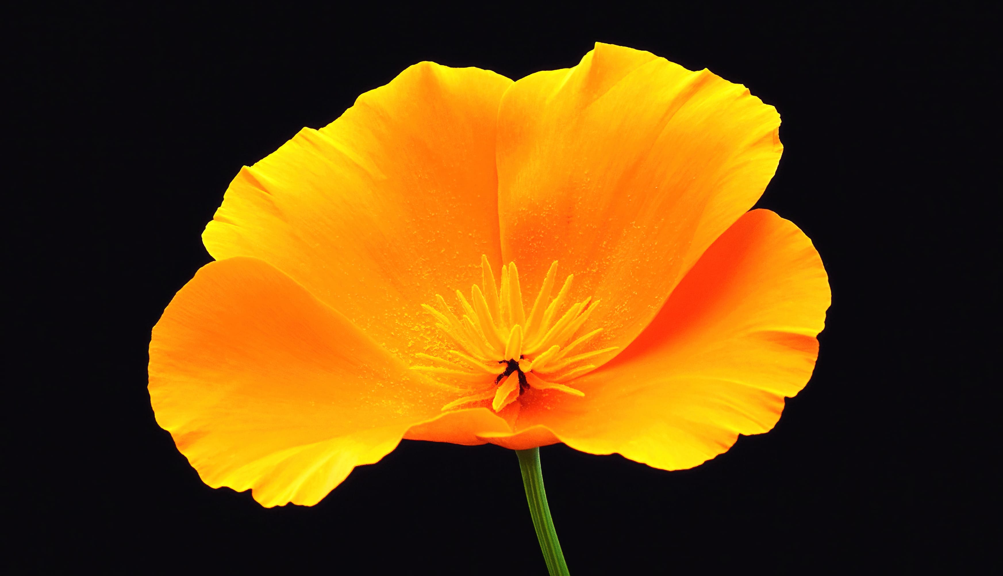 Poppy flower Black background at 1024 x 1024 iPad size wallpapers HD quality