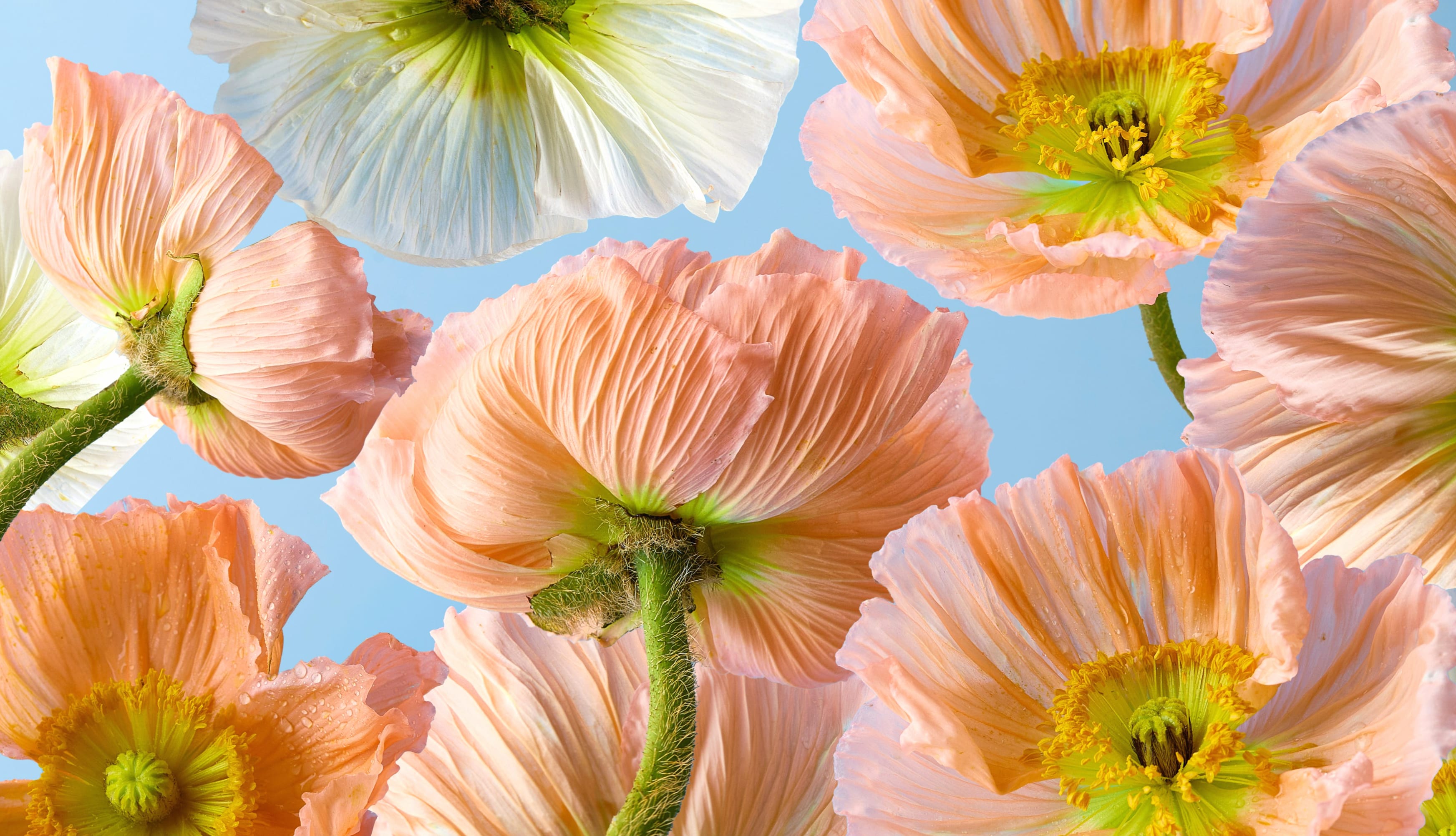 Poppy flowers 5K wallpapers HD quality